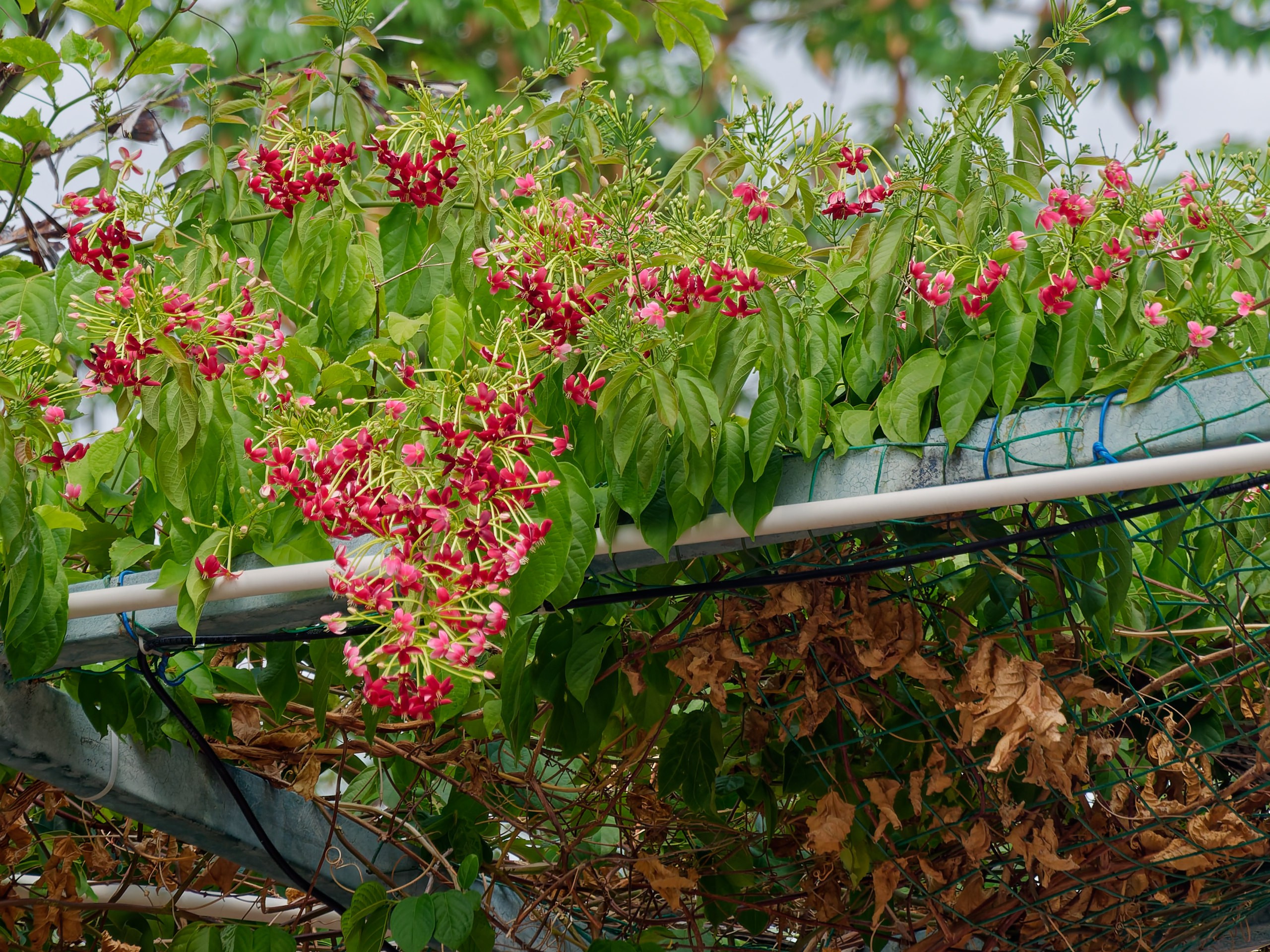 Хайнань 2026, флора, цветы и деревья. Фотопрогулки по Миру
