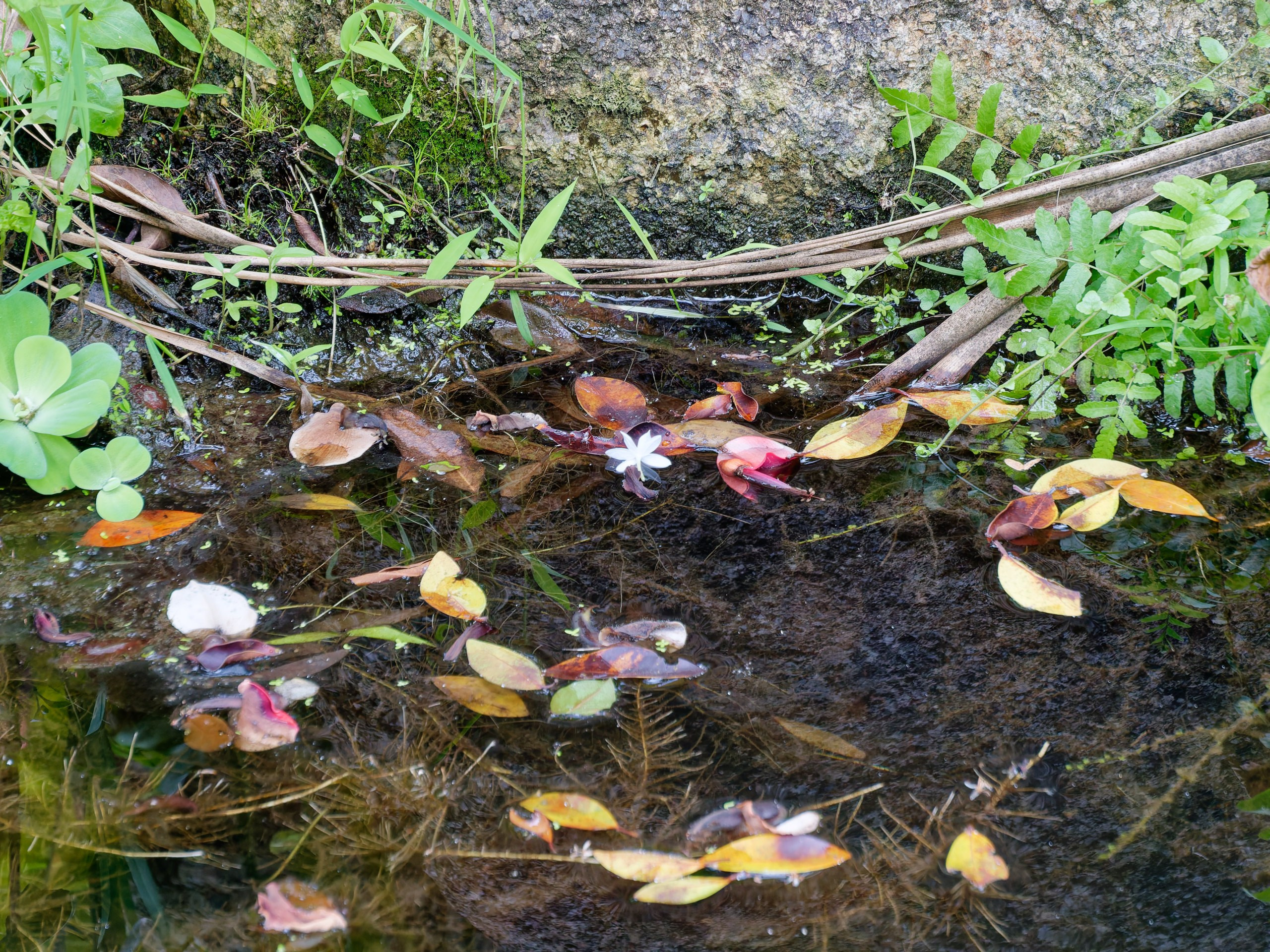 Хайнань 2026, флора, цветы и деревья. Фотопрогулки по Миру
