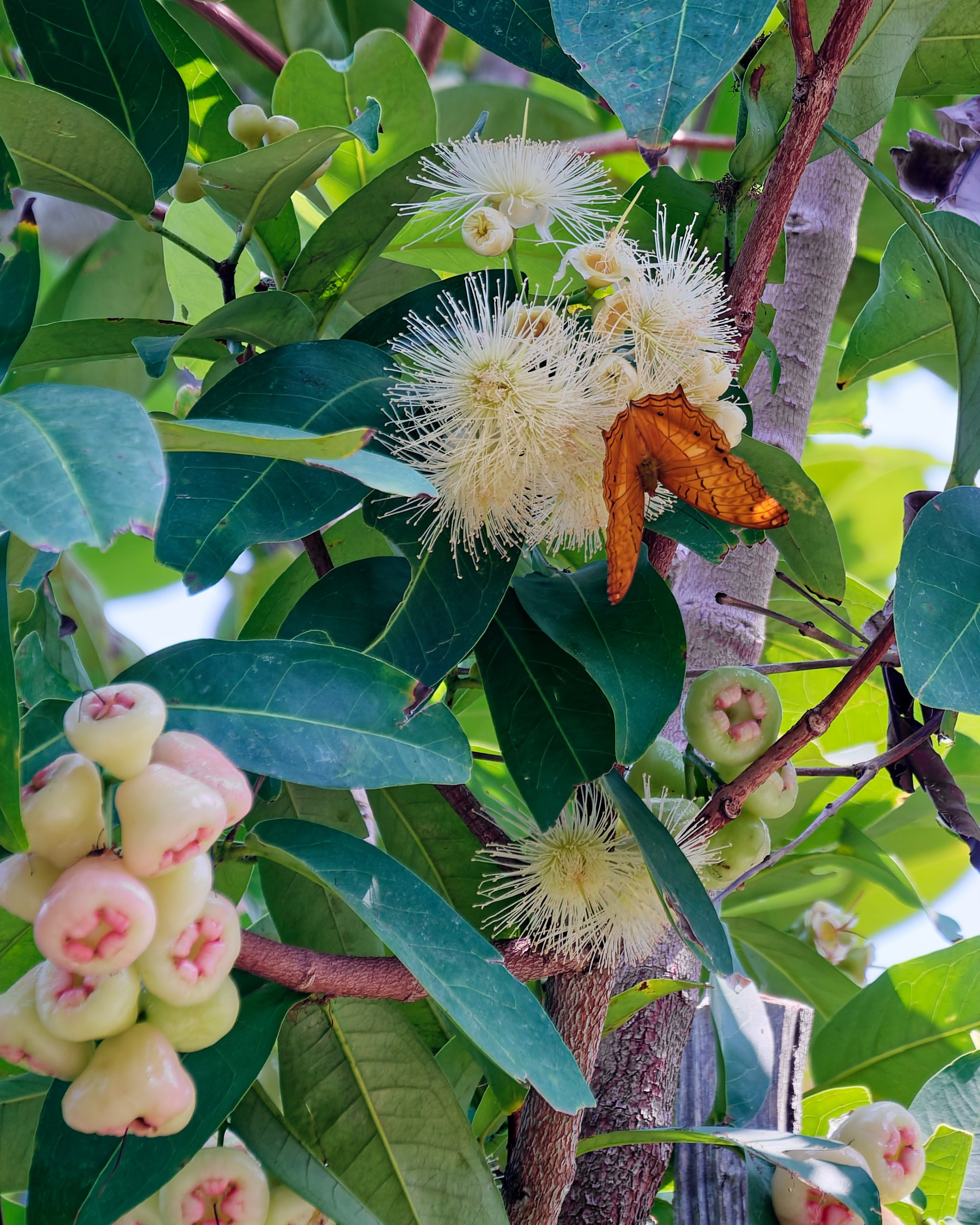 Хайнань 2026, флора, цветы и деревья. Фотопрогулки по Миру
