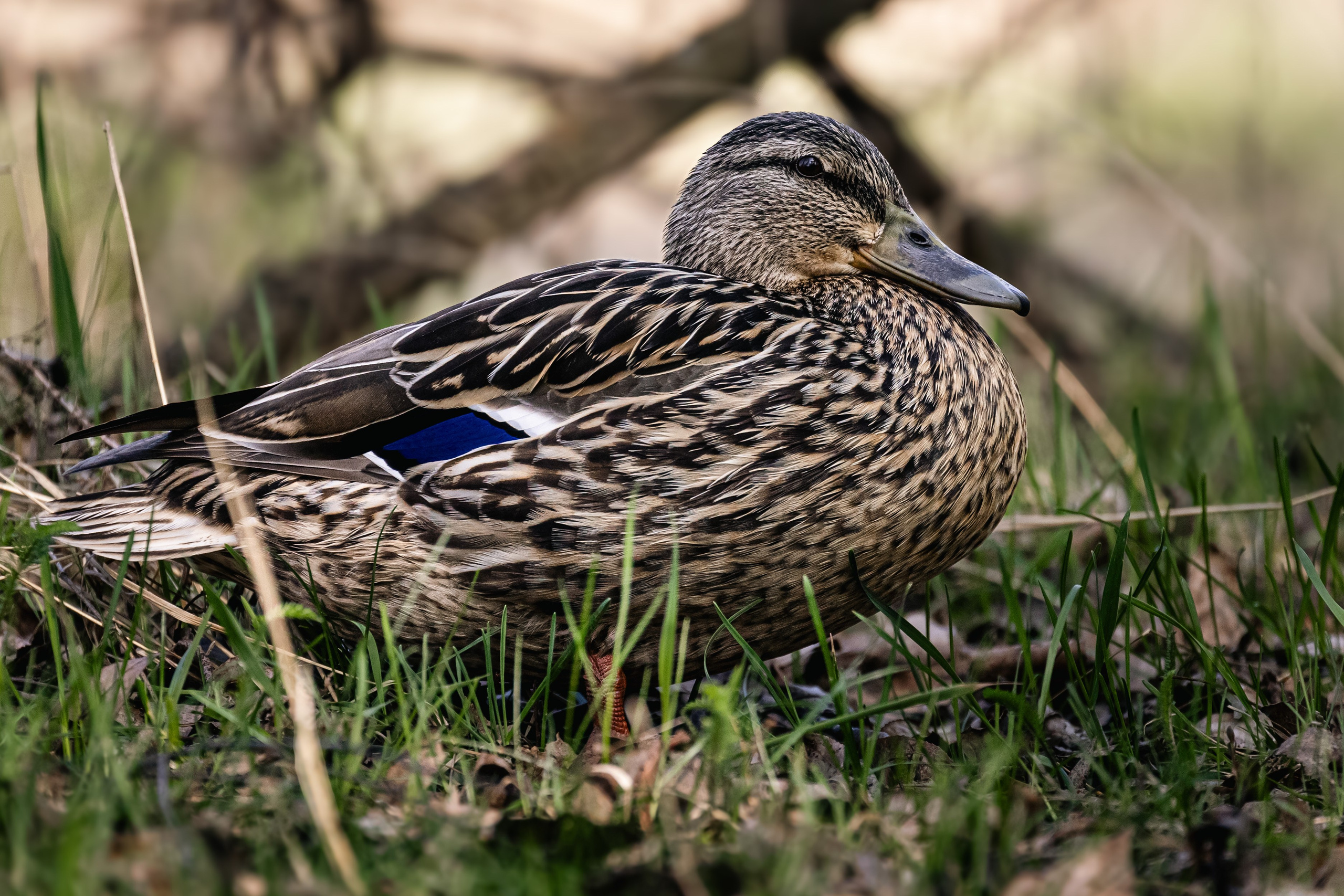 Георгий Кравченко. Инженер и орнитолог. Репортажный фотограф Наталья Лапцевич