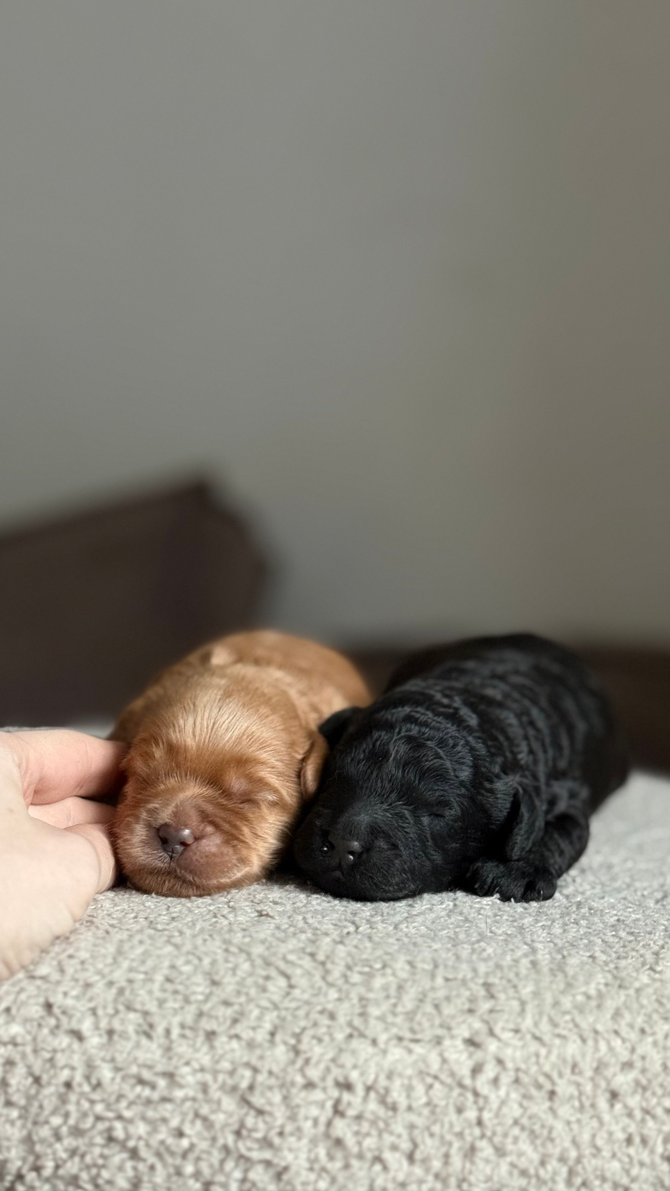 Щенки. Заводчик Labradoodle в Санкт-Петербурге — Костылева Ульяна