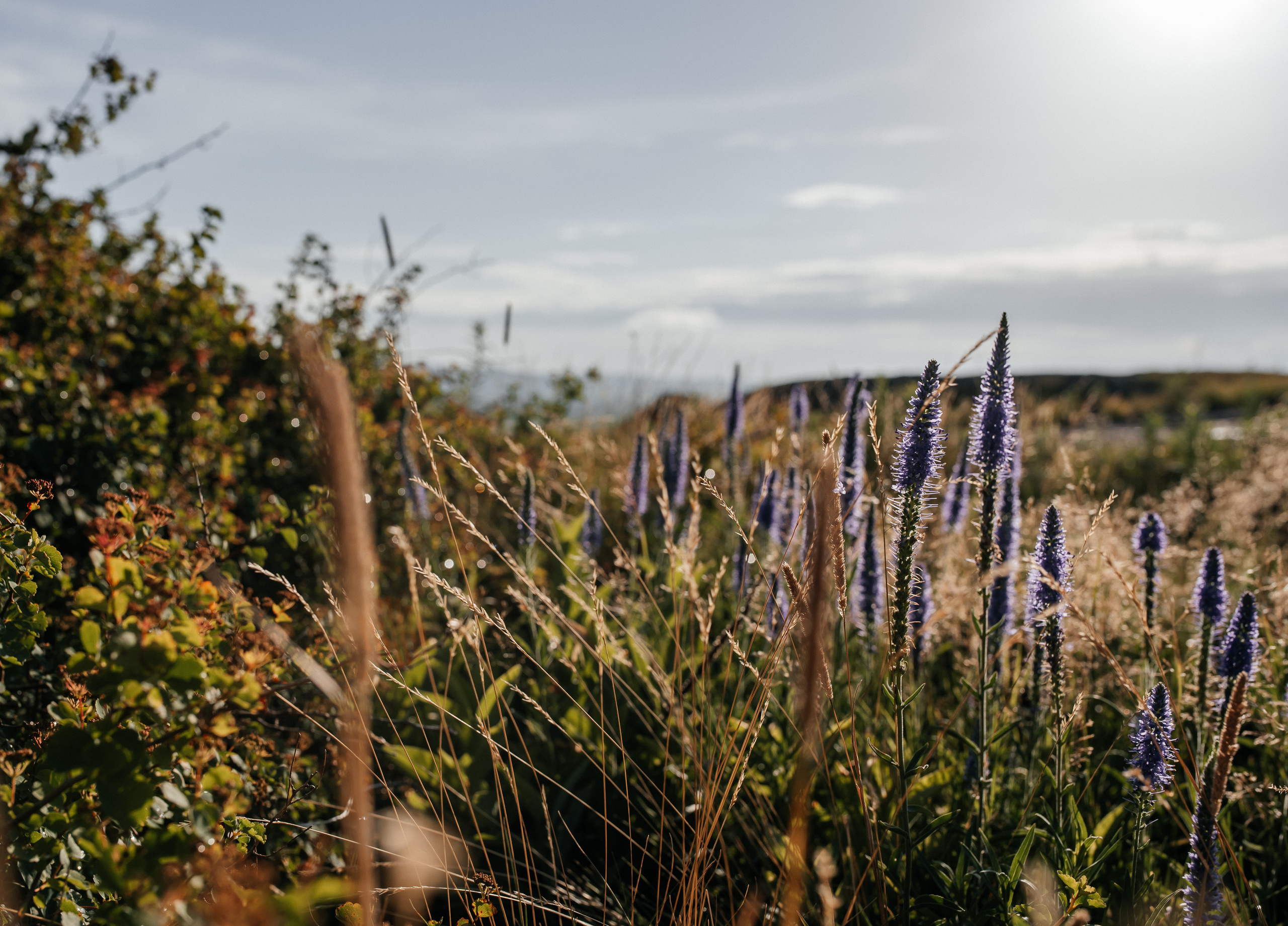 Love Story. Юлия Влад. Свадебная  съемка на Алтае