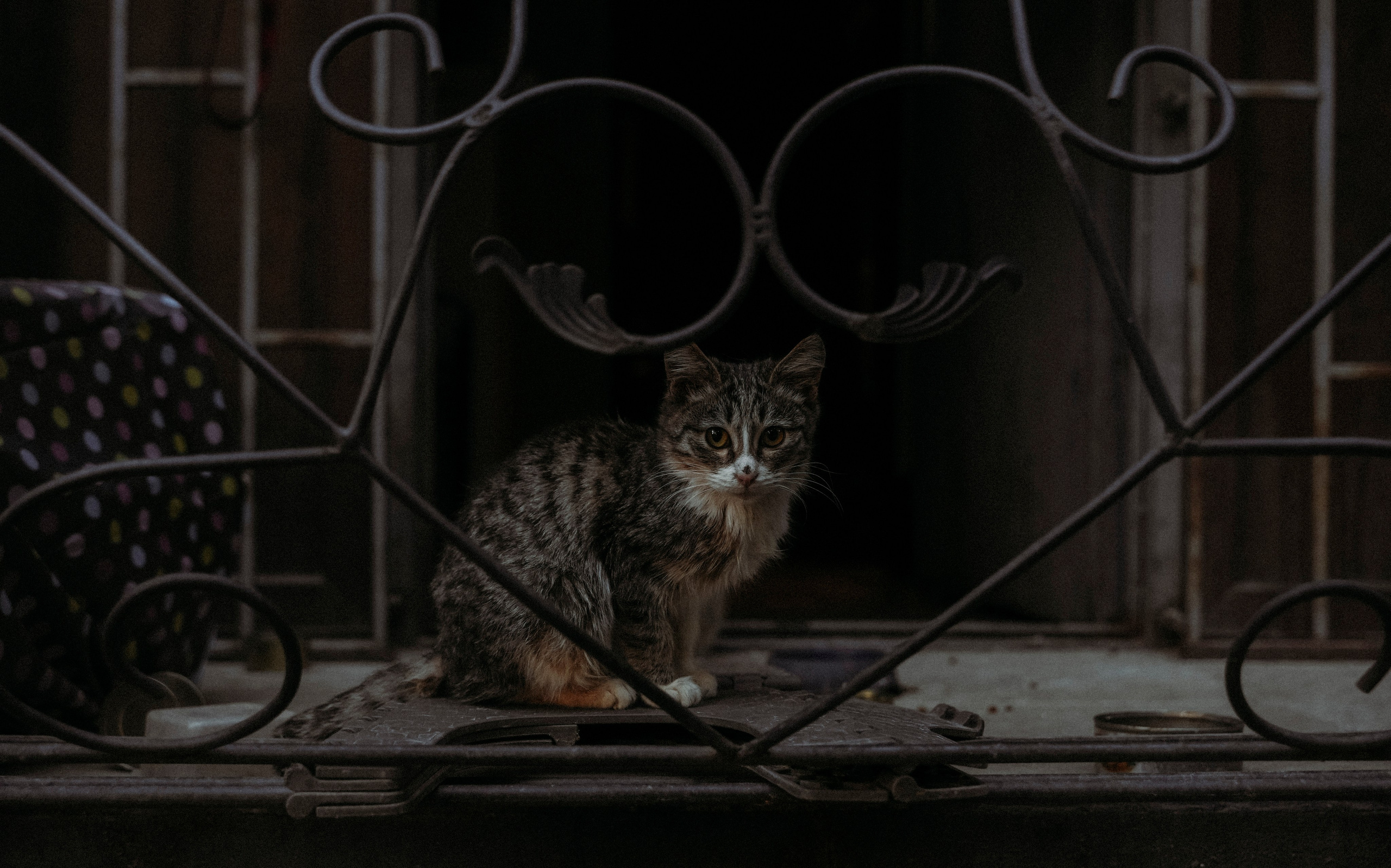 ТБИЛИСИ 2023-2024. Стрит-фотография, полная абсурда, идиотизма и красоты