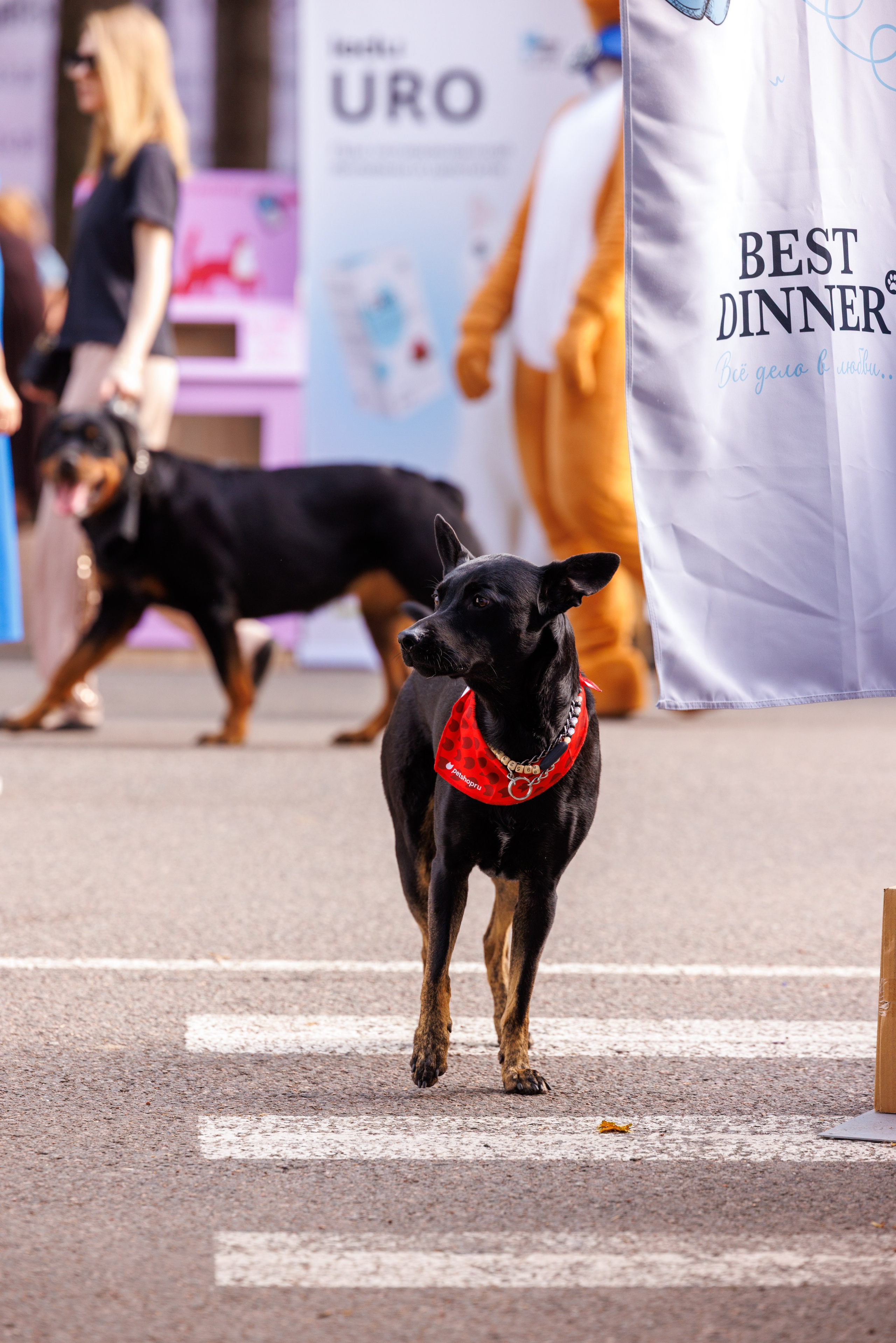 PetShopDays2026. Фотограф Александр Заломаев