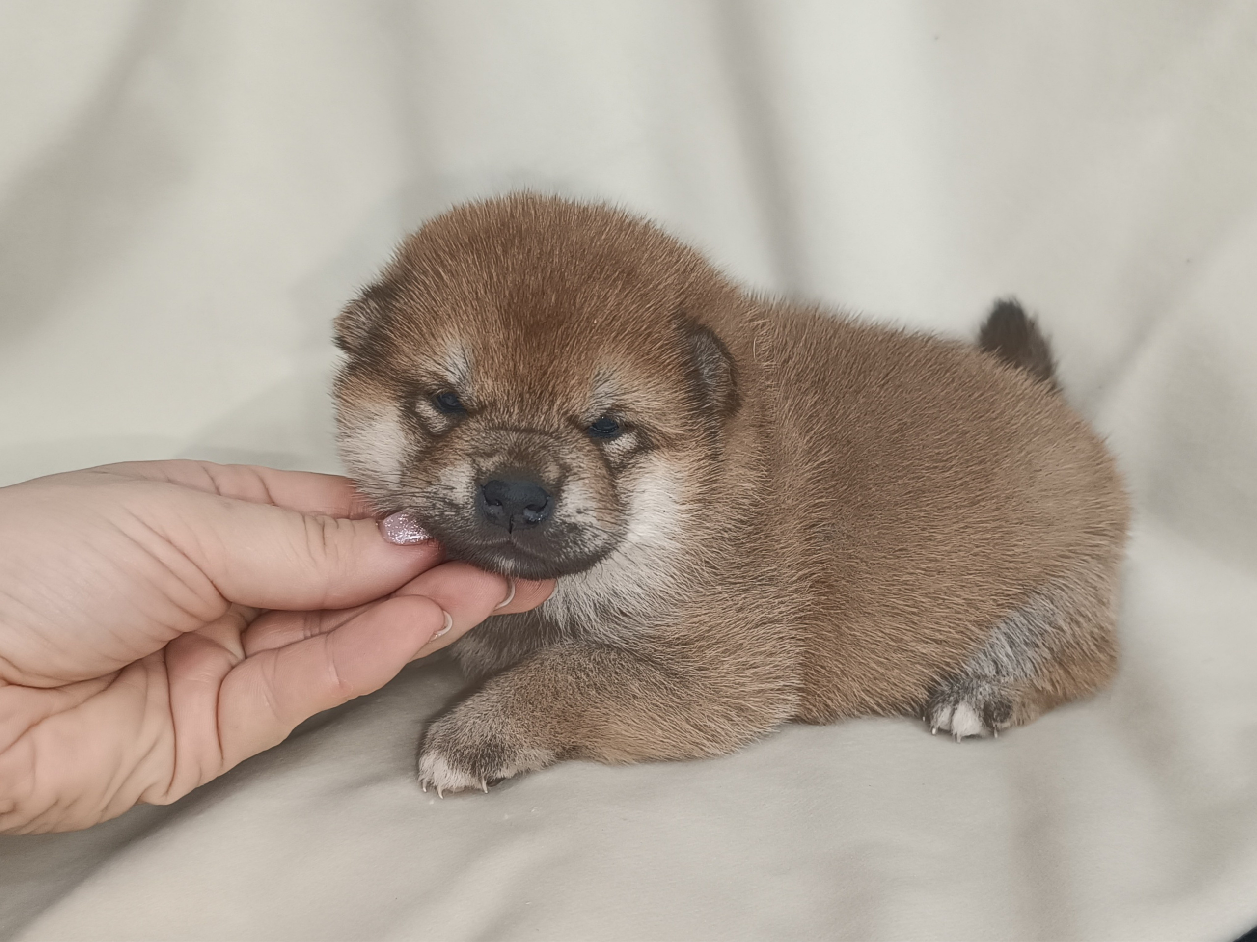 сиба питомник Рубилайт щенки на продажу rubylight  сиба щенки купить СПб Санкт-Петербург 