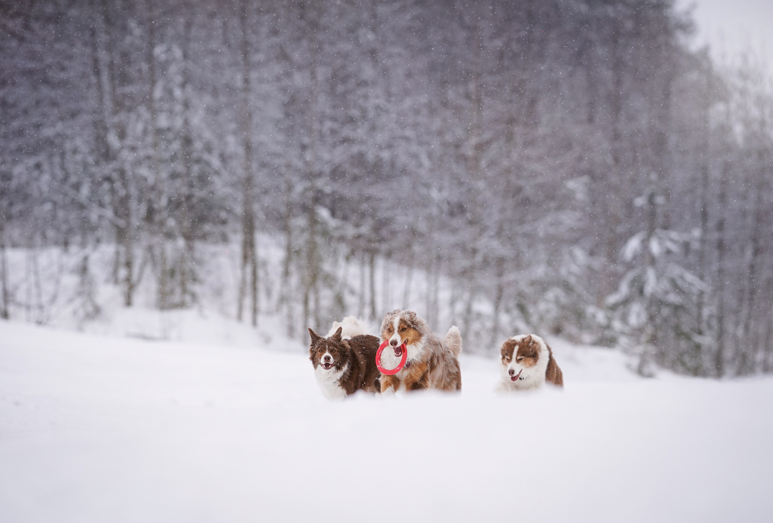 Красно-рыжая банда. Фотограф-анималист в Санкт-Петербурге Яна Мартынова