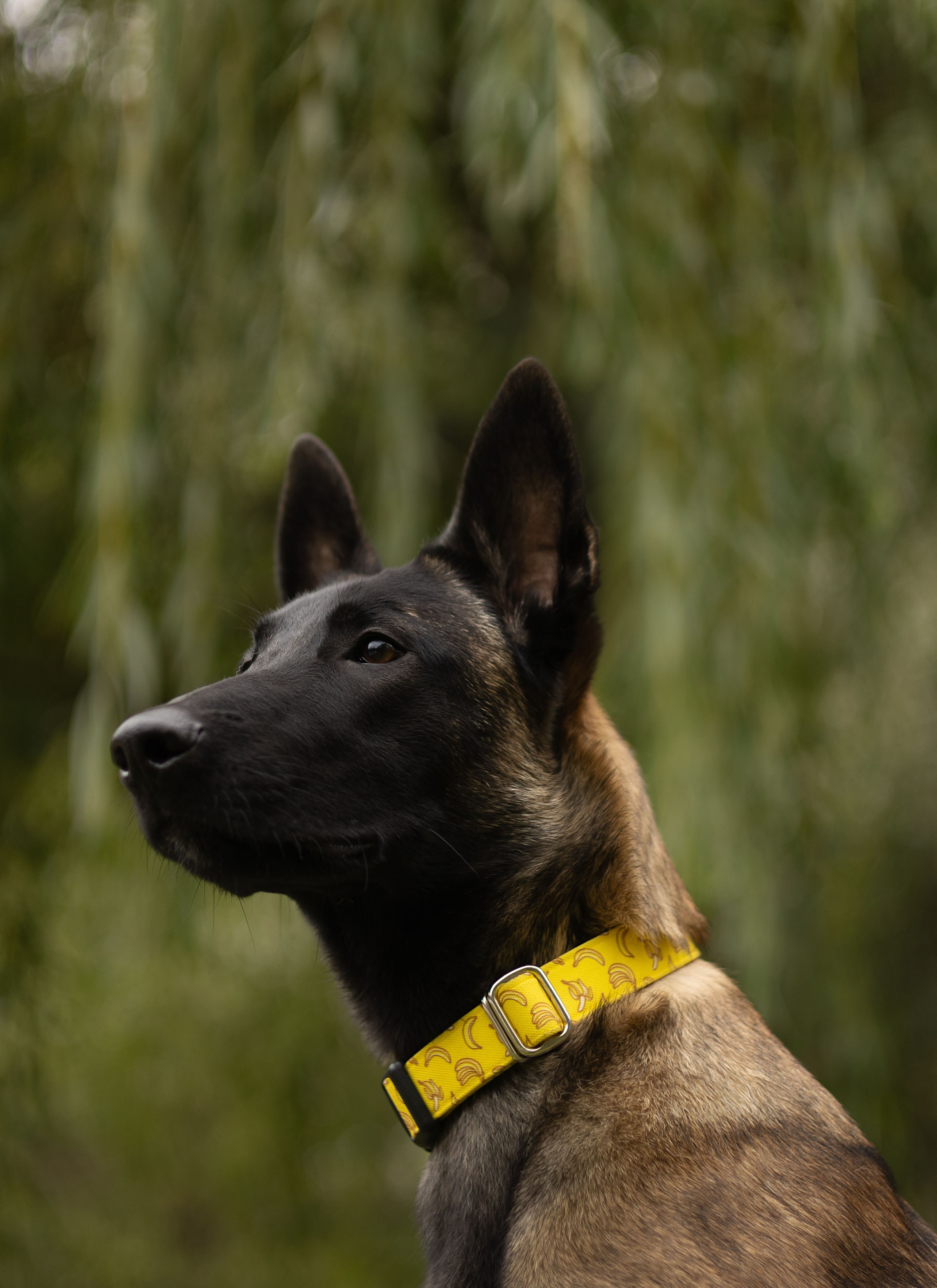 Фотограф животных Евгения Верцинская