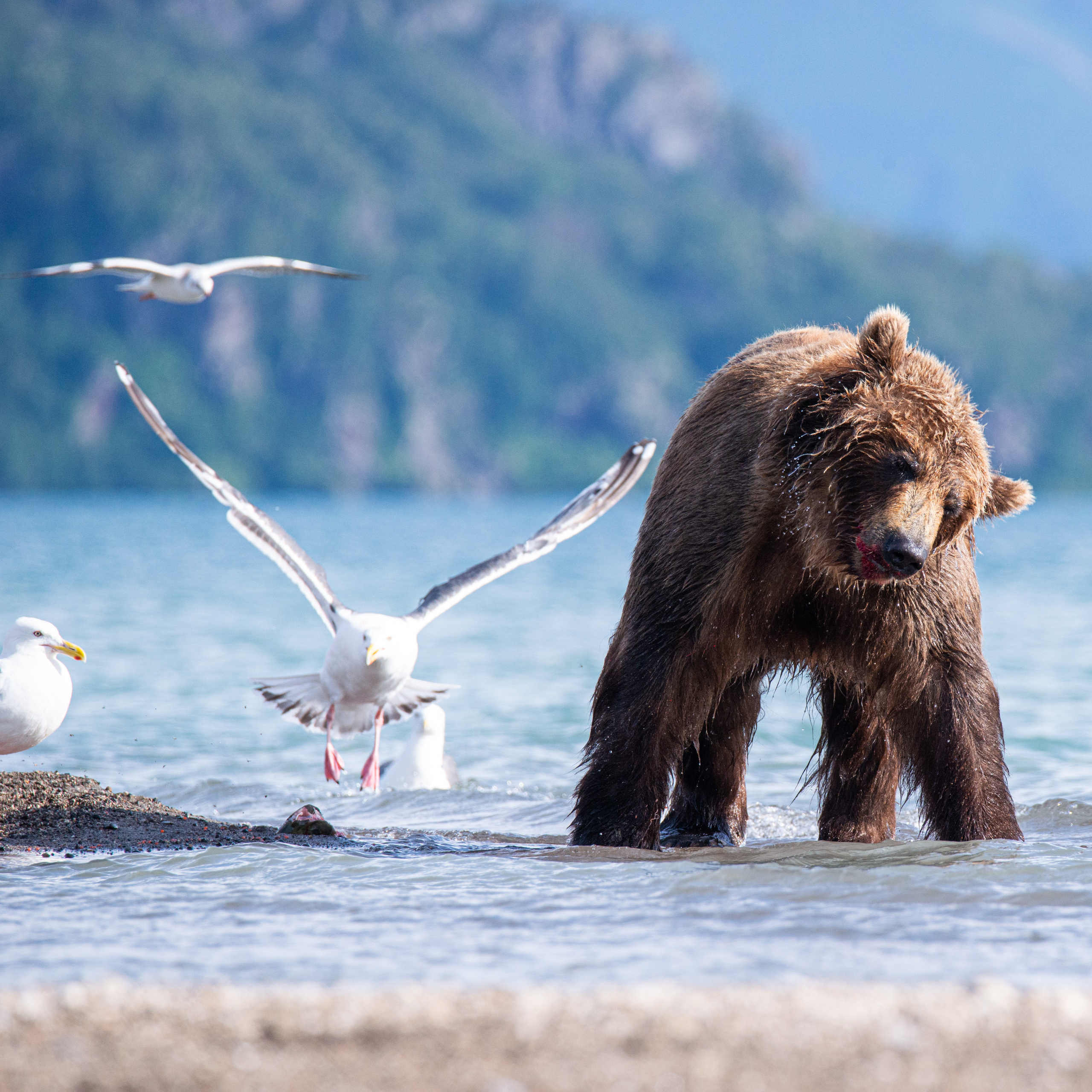 Камчатка — земля медведей. Игорь Иванко — Репортажный и событийный фотограф. Москва