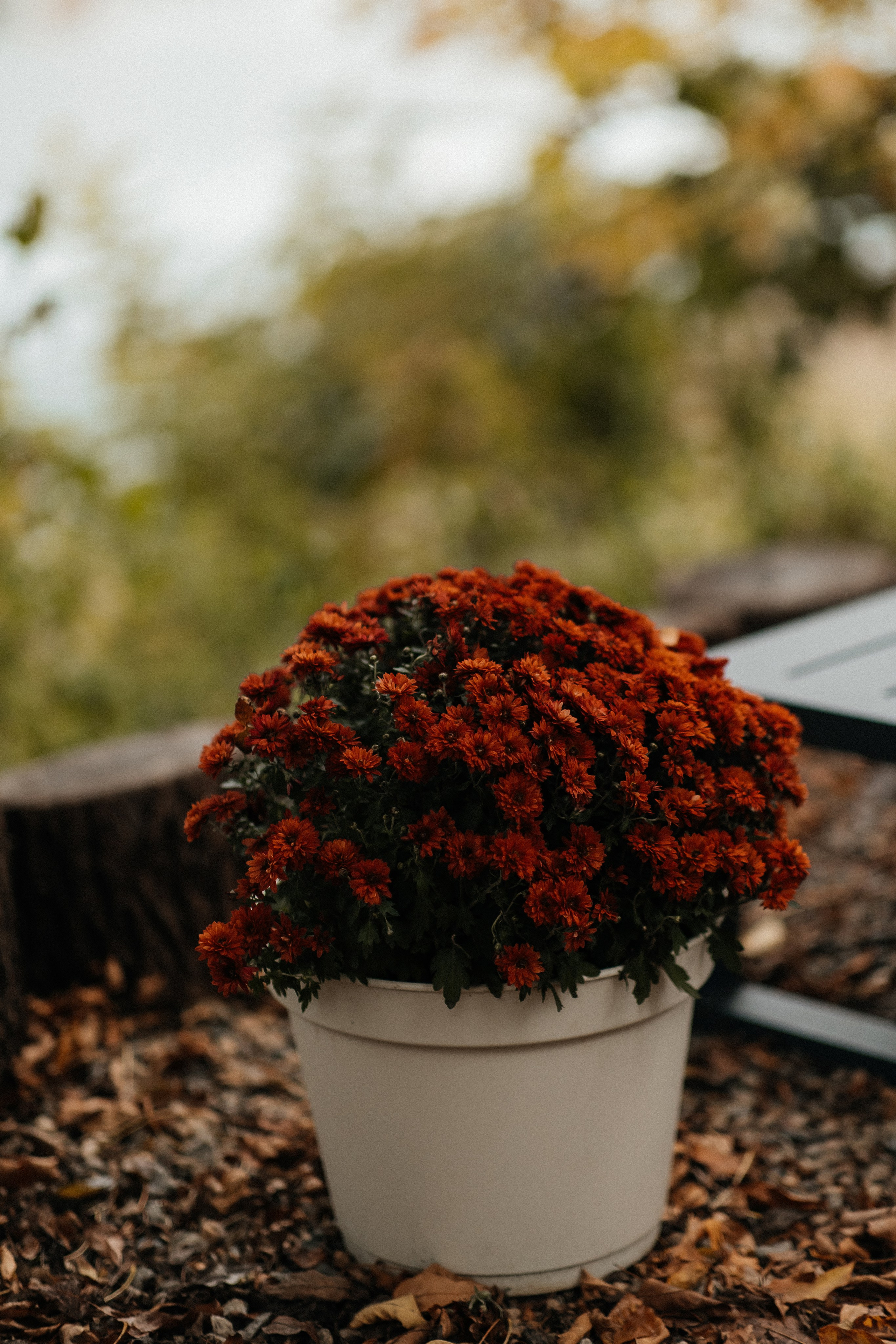 Маша и осень