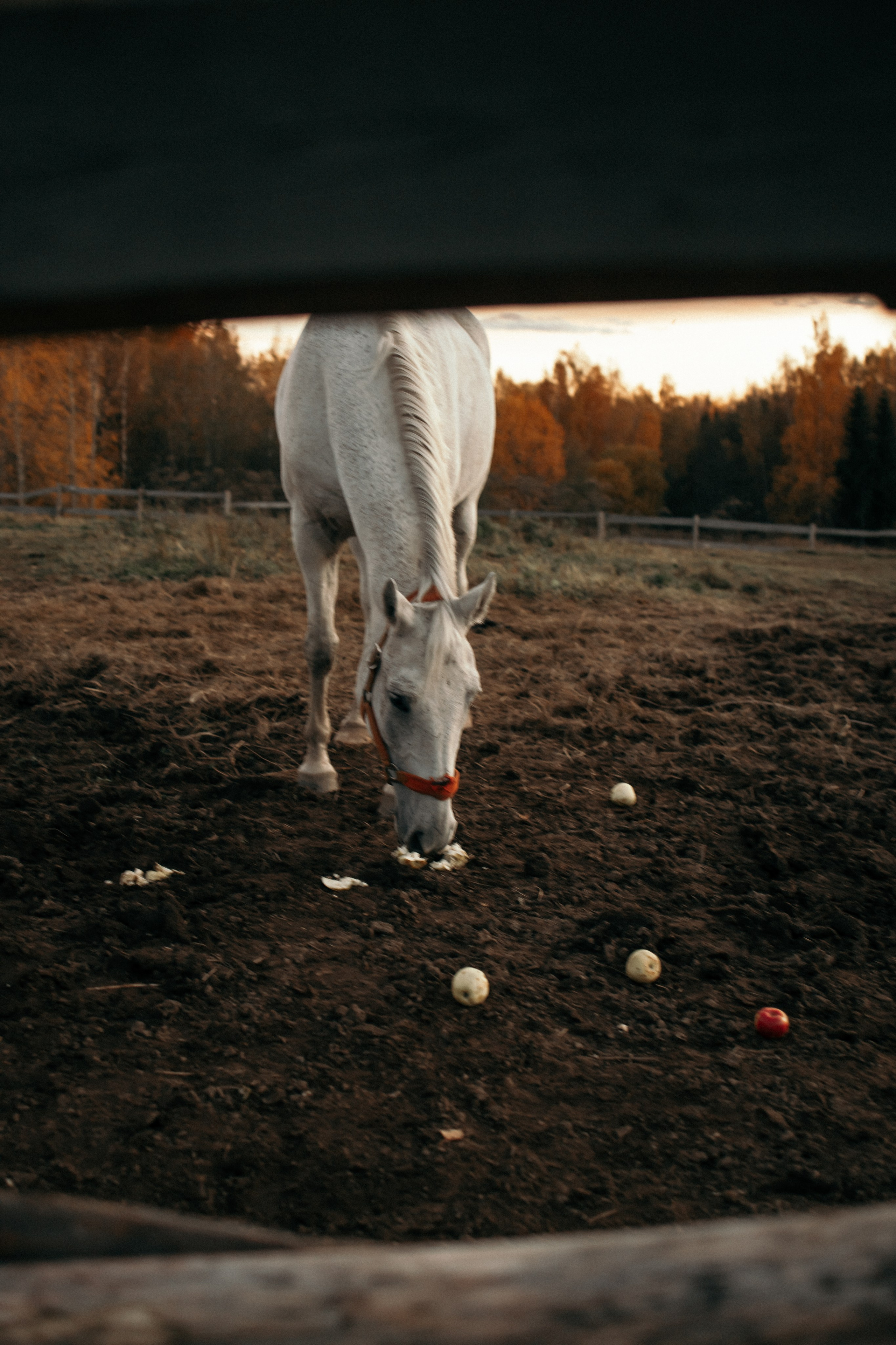 Свадьба Катерина и Роман. Свадебный и прогулочный фотограф в Санкт-Петербурге Дарья Корель