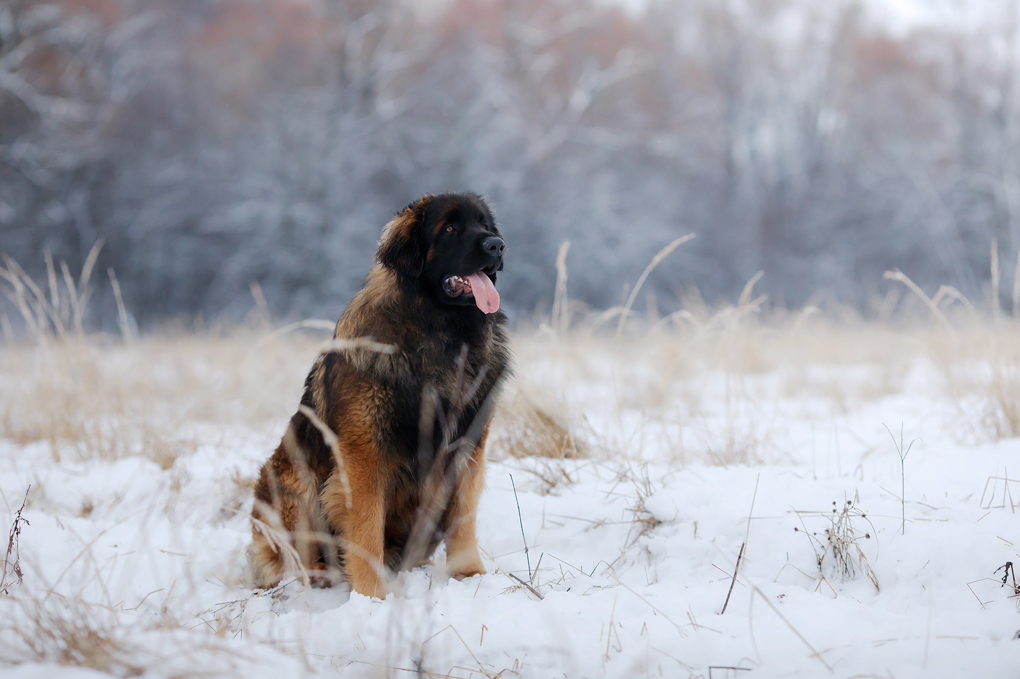 Леоненбергеры. Фотограф-анималист Mary Mart — Москва, Питер