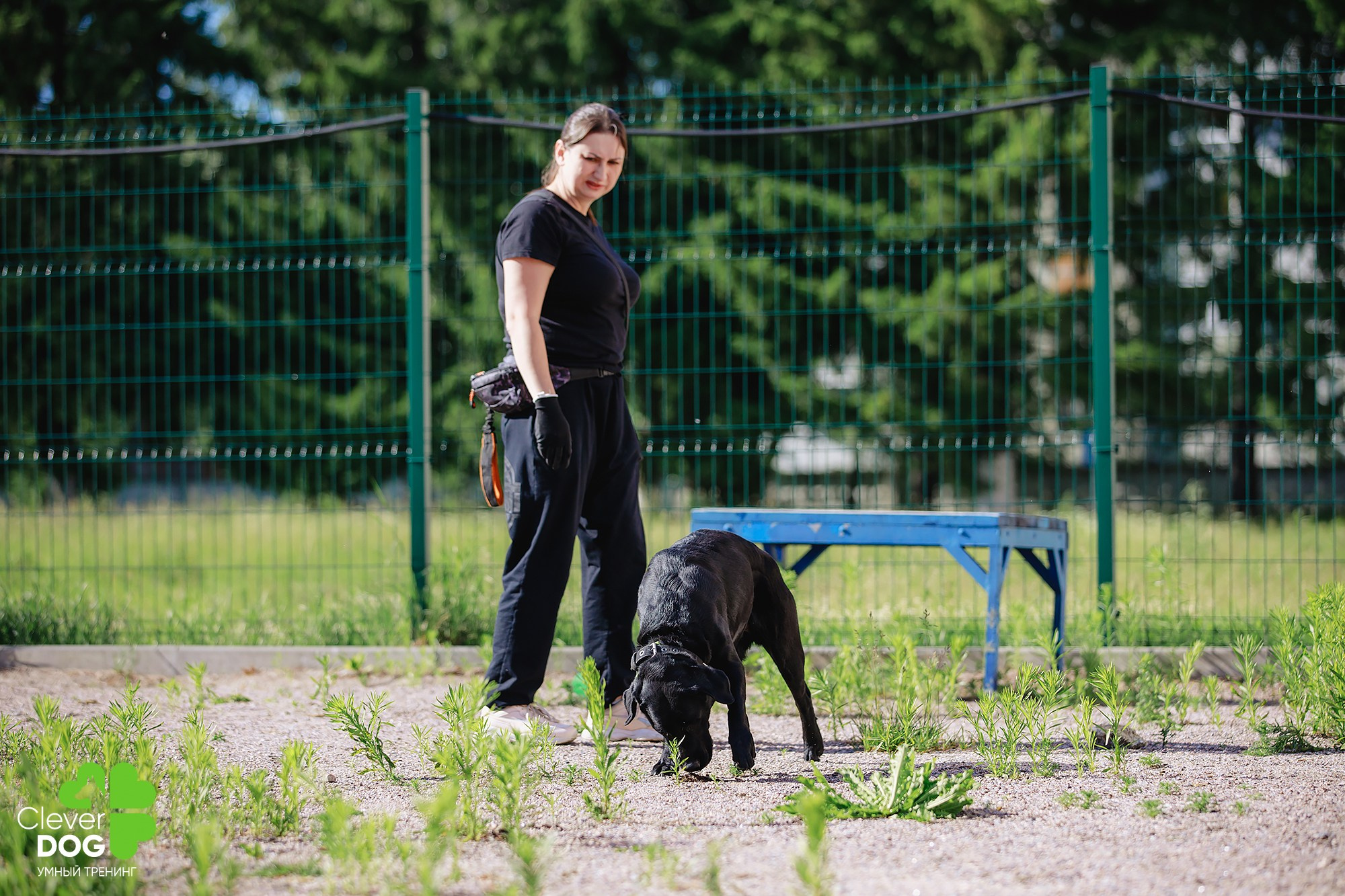 Семинар по поиску запаха с Иваном Ломовым, организатор CleverDog, СПб. Фотограф-анималист Mary Mart — Москва, Питер