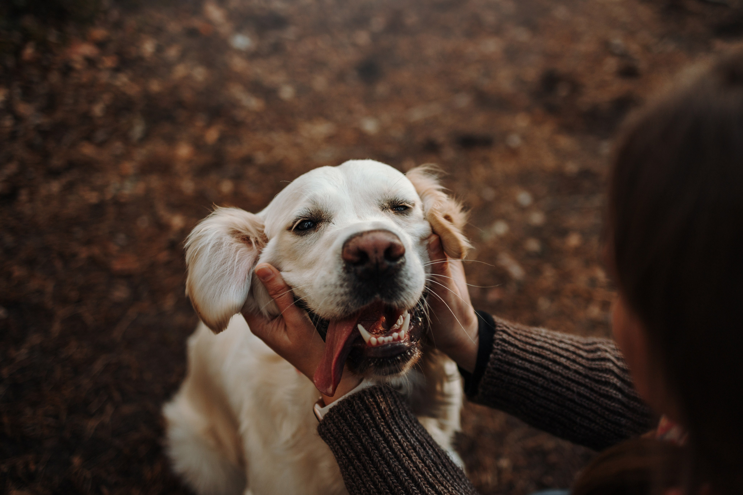 Катя и ее девочки. Фотограф — Анималист | Санкт-Петербург