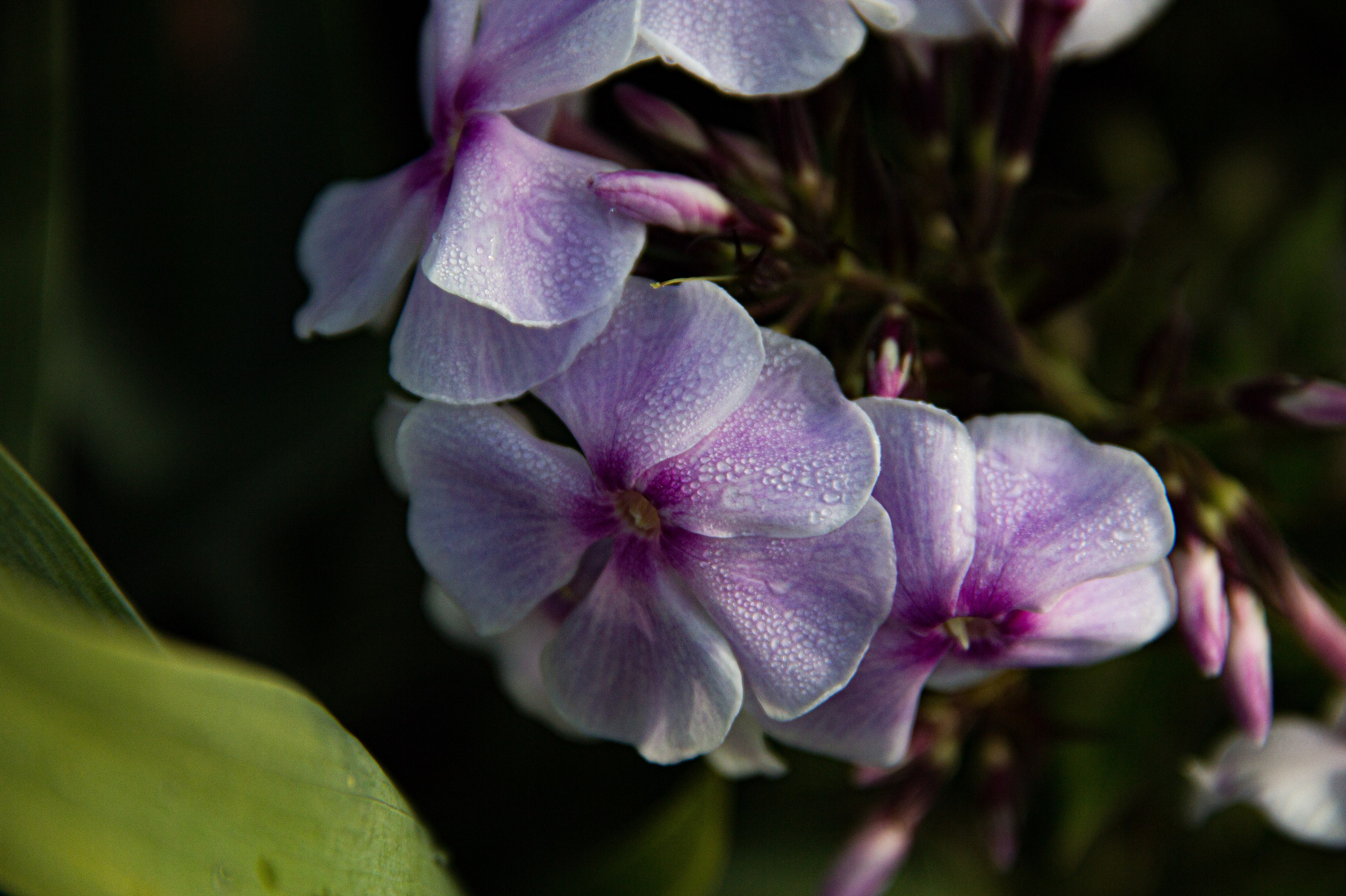 Subject: в саду. Фотограф в Перми Любовь Огородова | Авторские туры