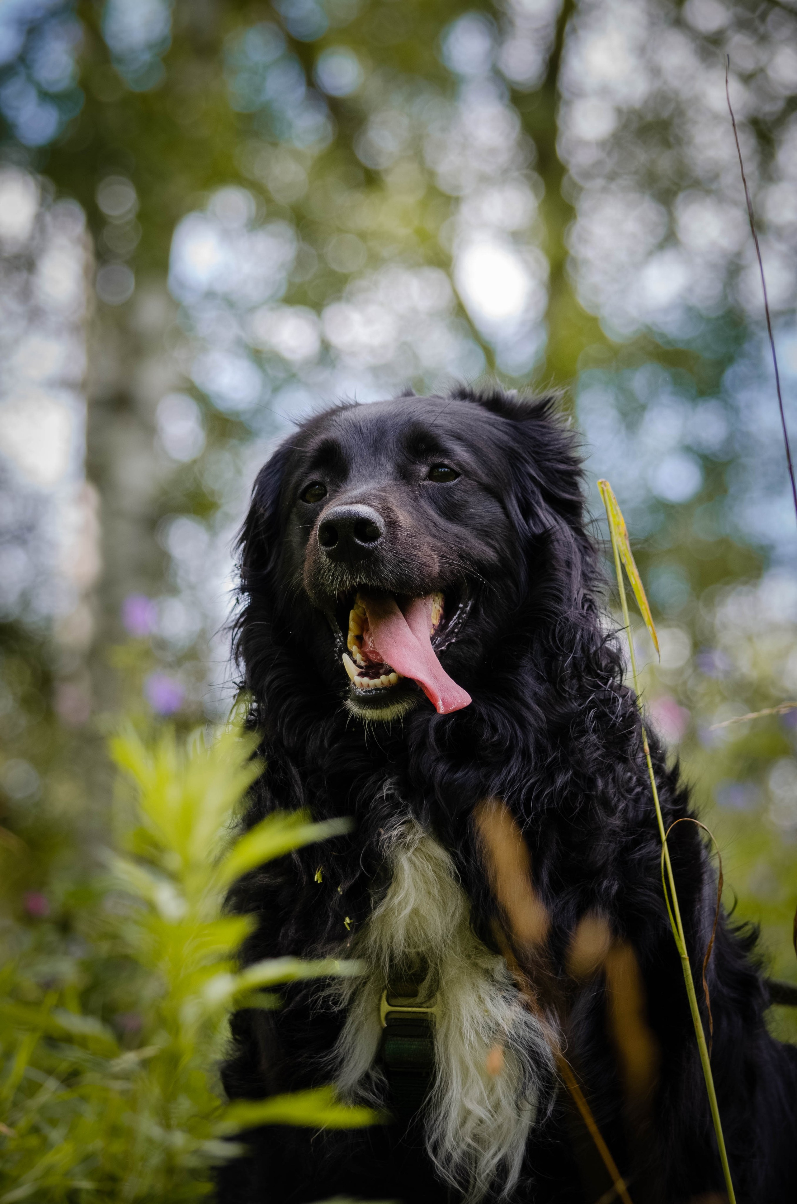 Том и Тося. Фотограф Светлана Блинова, Москва и Московская область
