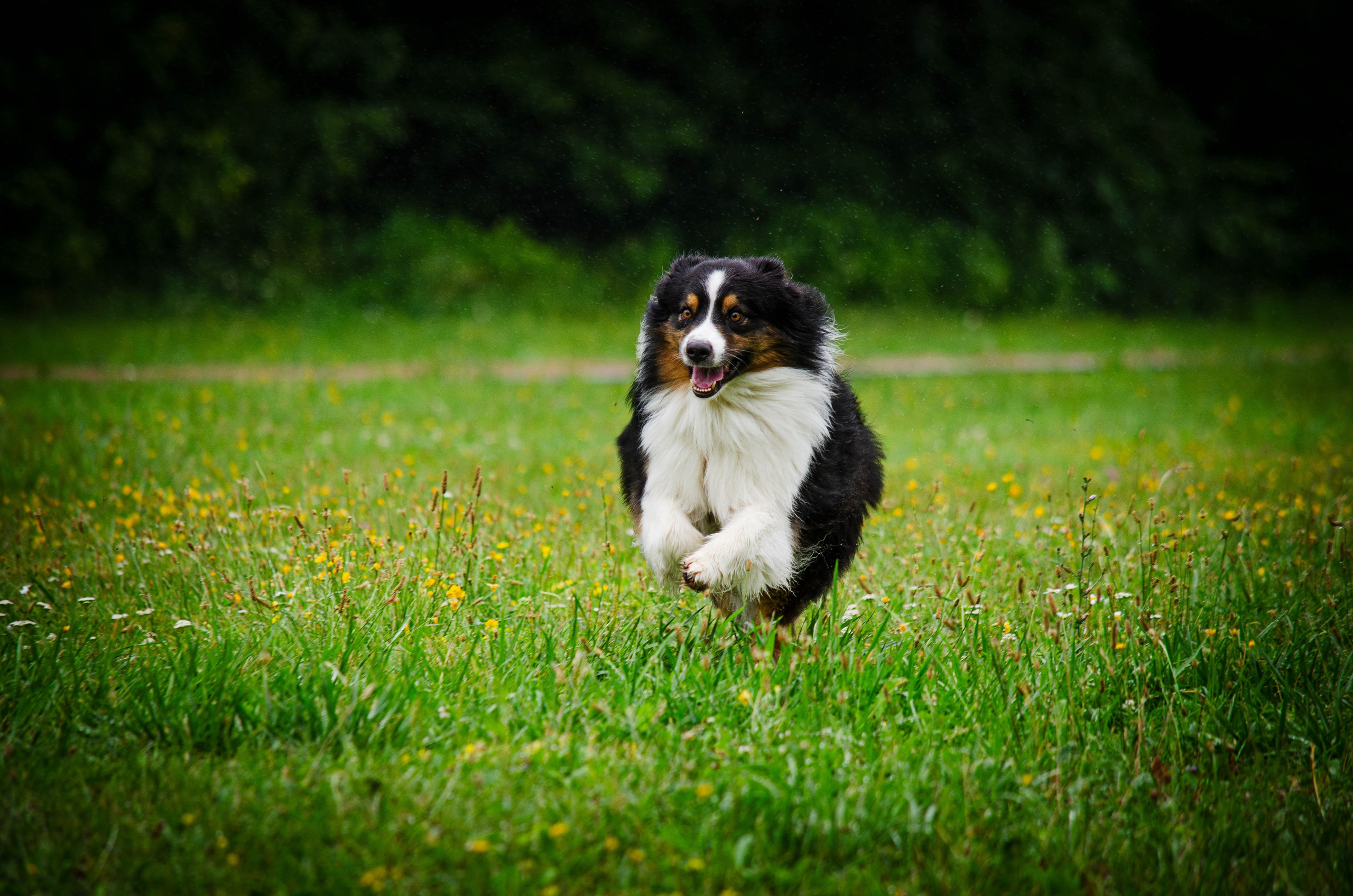 Арья и Оззи. Фотограф Светлана Блинова, Москва и Московская область