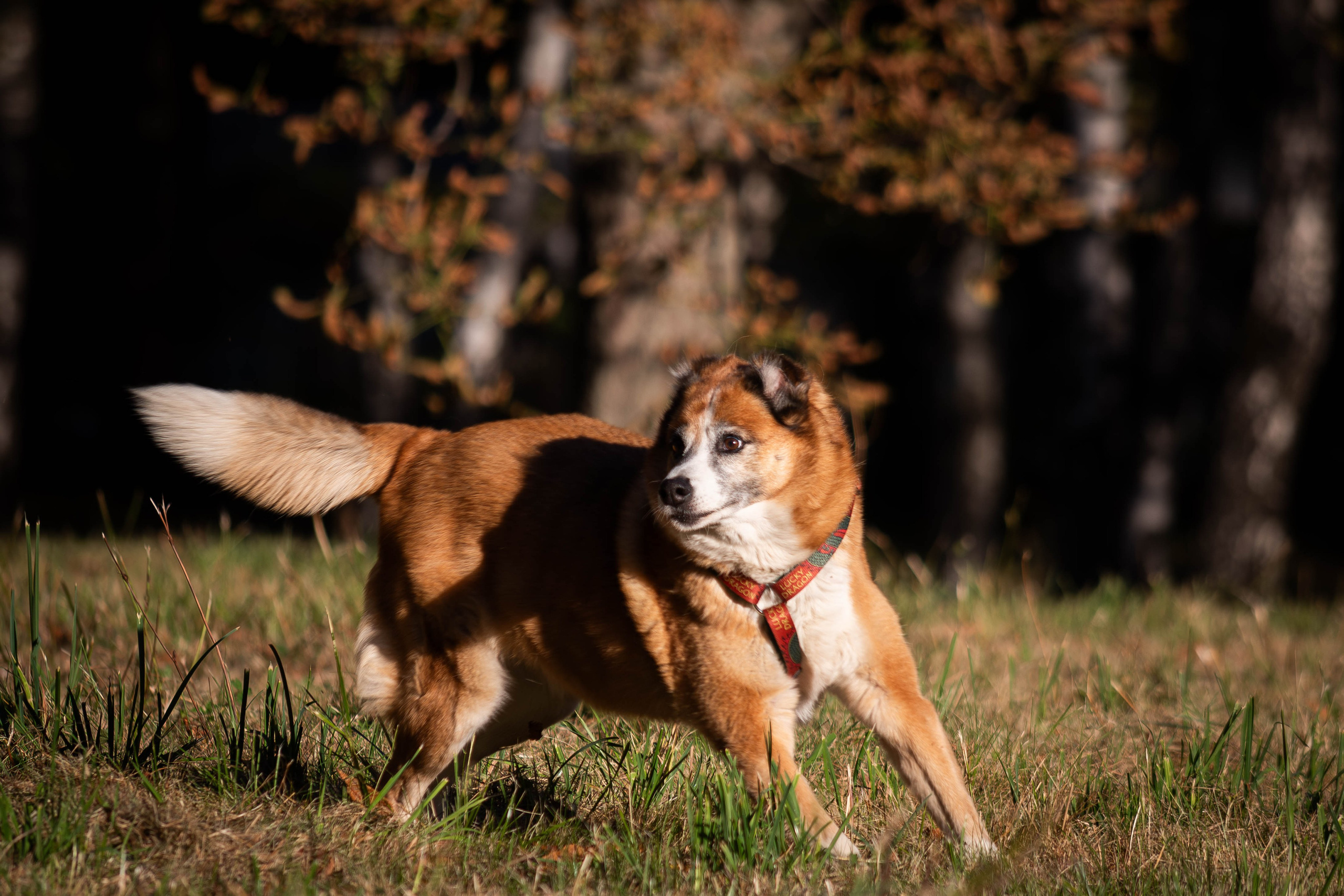 Ник и Полина. Фотограф Светлана Блинова, Москва и Московская область
