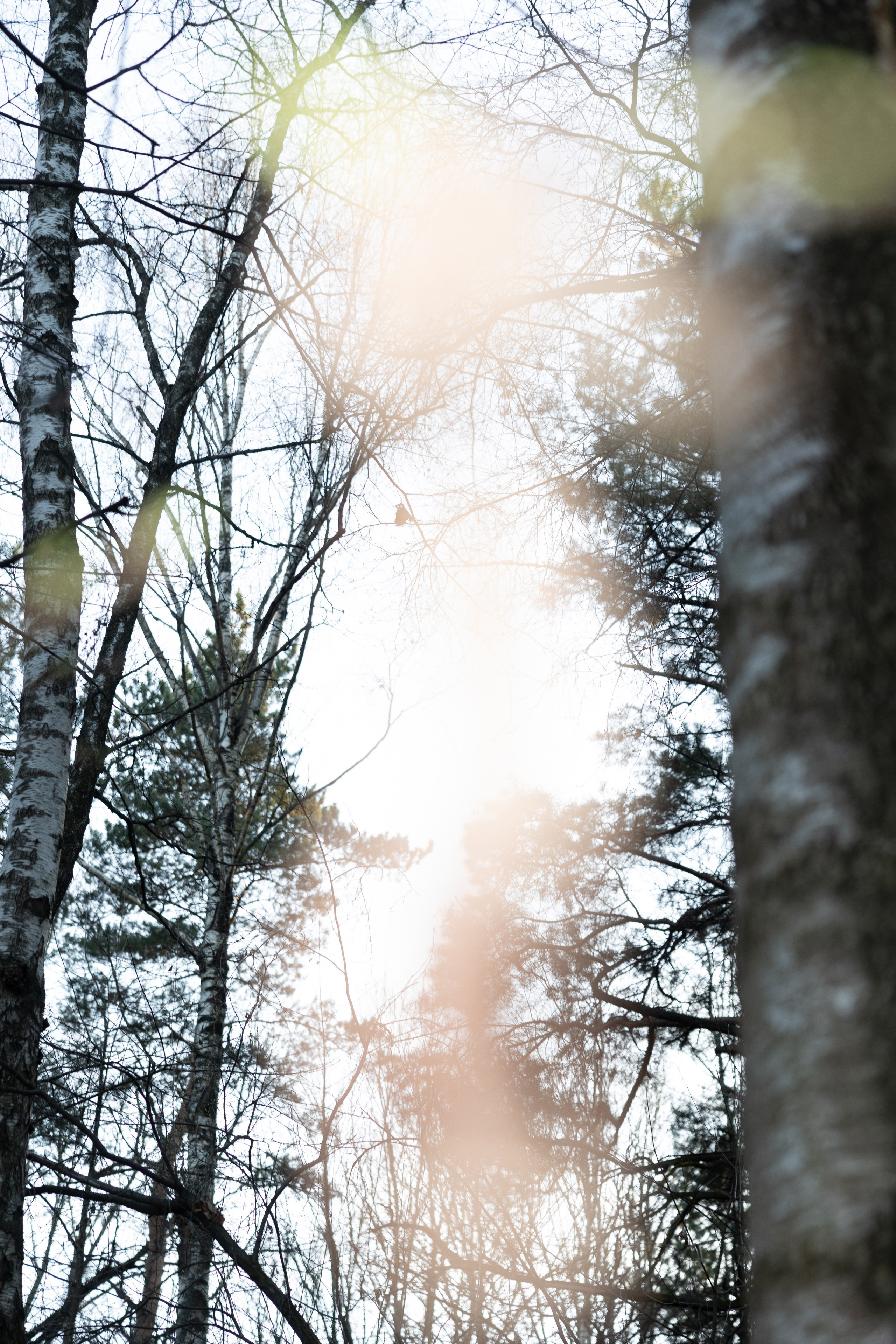 Пейзаж в интерьере | Interior landscape. Фотограф алина стерхова, алина стерхова фотограф, фотограф москва