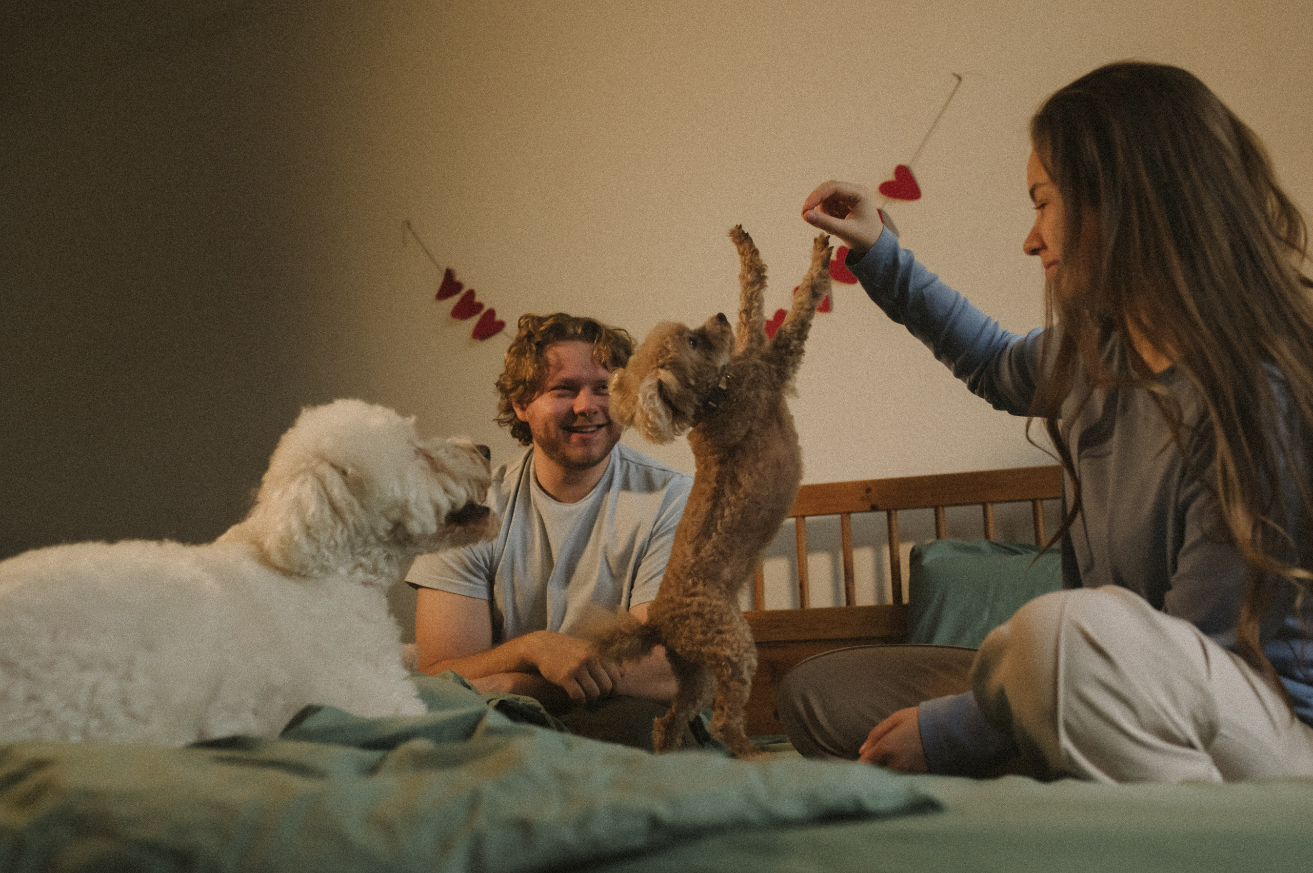 Ання и её кудрявая команда. Фотограф анималист в Москве Ольга Агушева