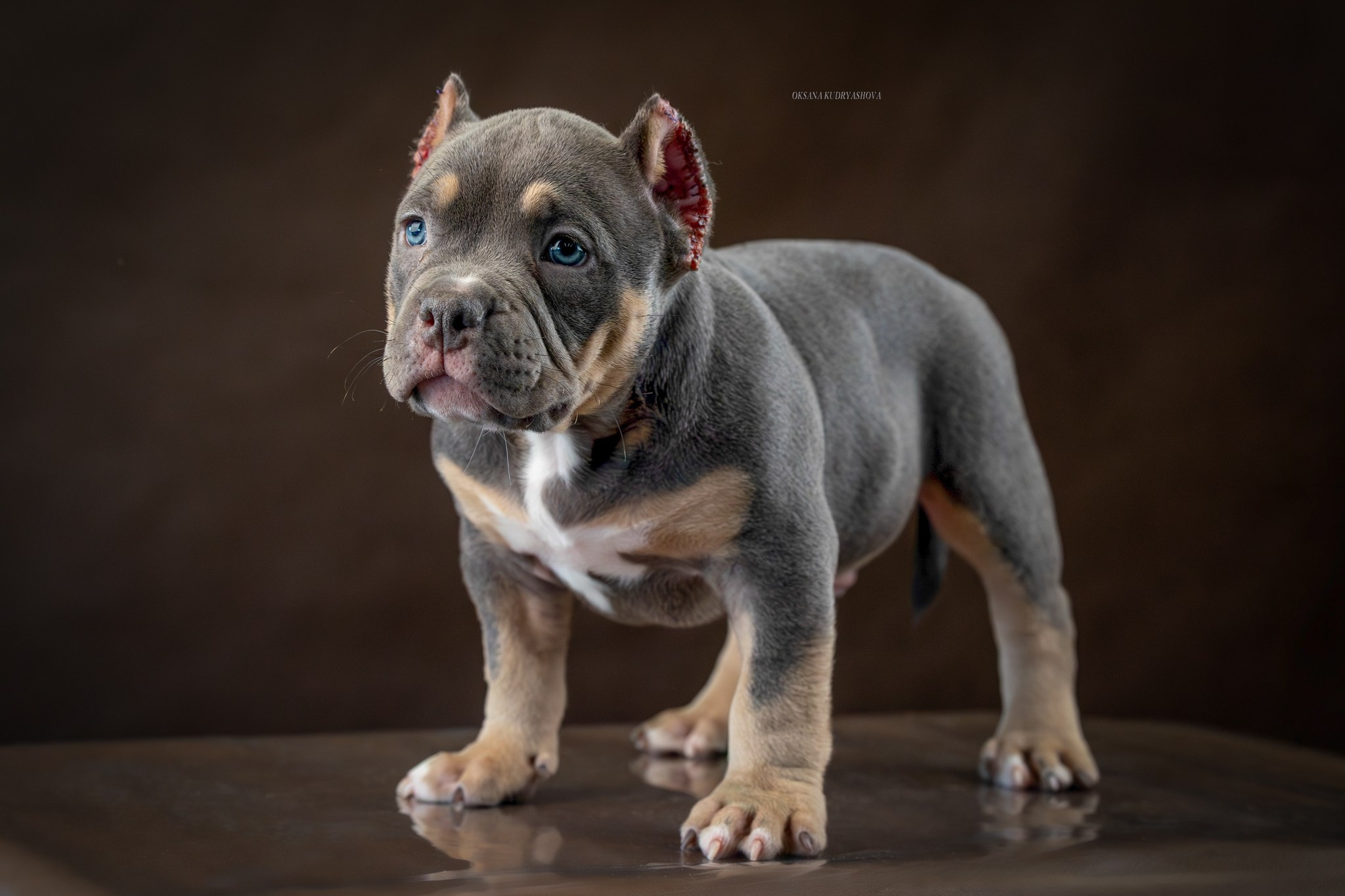 Американский булли!. Фотограф 📸 анималист, предметный, репортажный