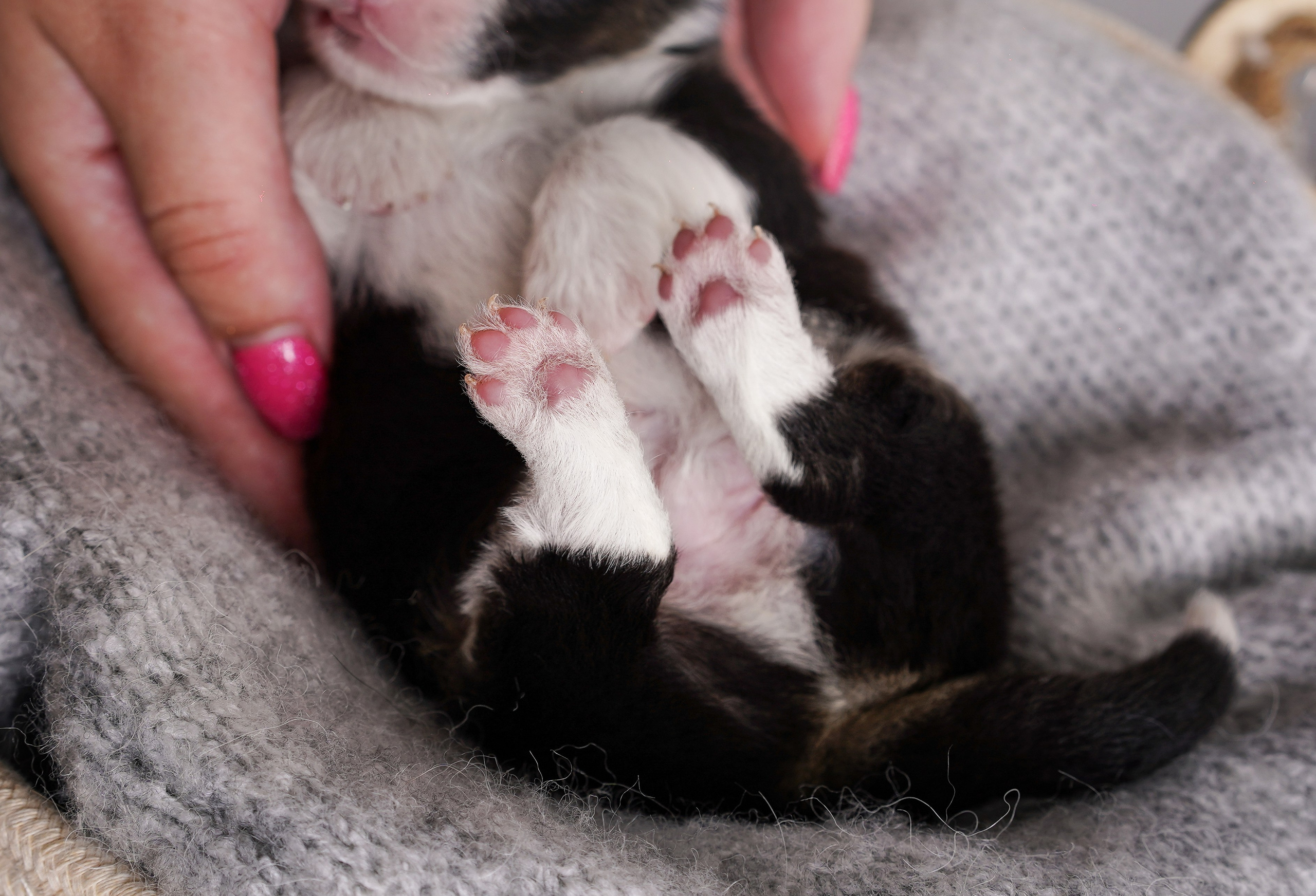Щенки аусси. Фотограф-анималист в Санкт-Петербурге Яна Мартынова