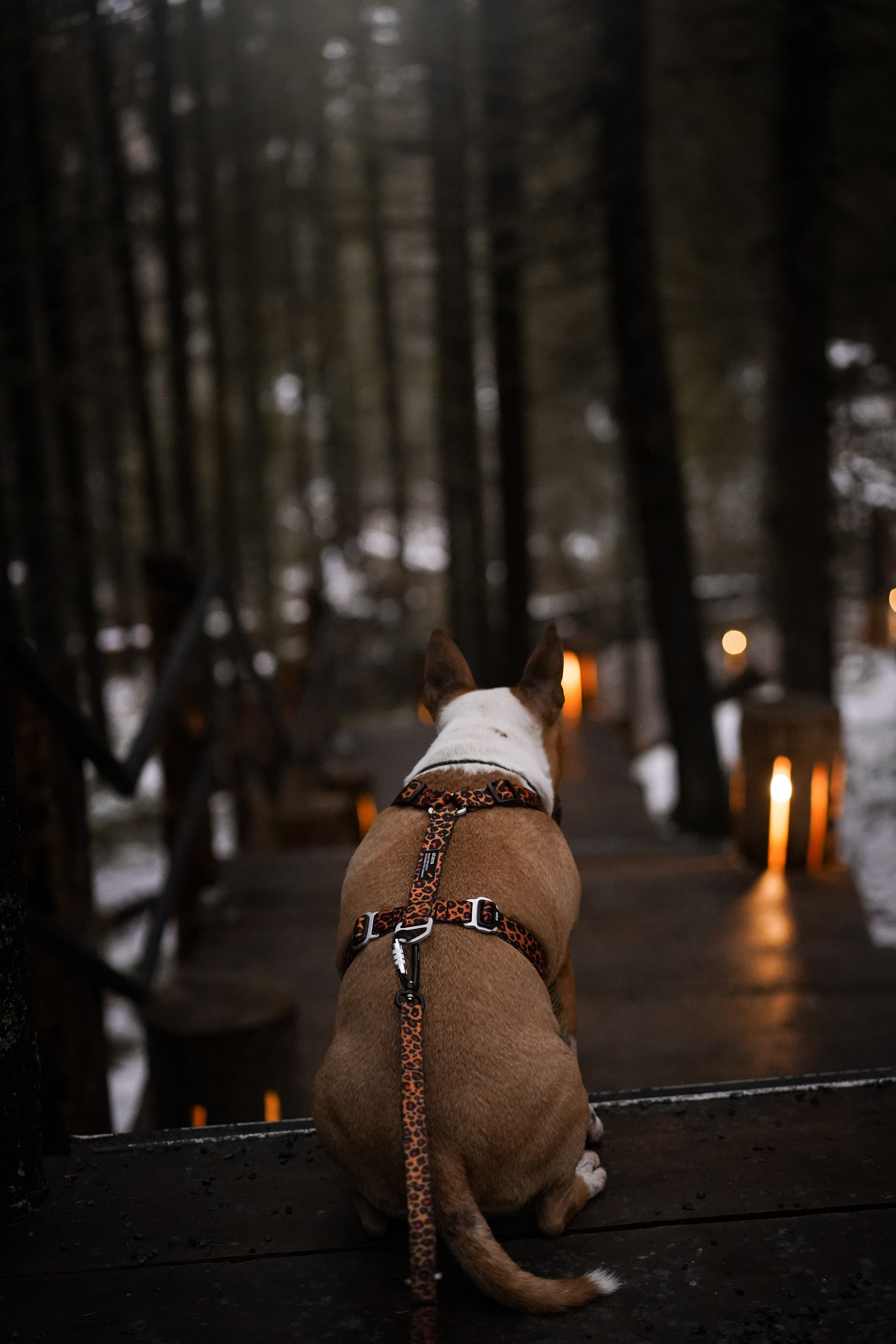 Юни на горе Паасо. Фотограф-анималист в Санкт-Петербурге Яна Мартынова