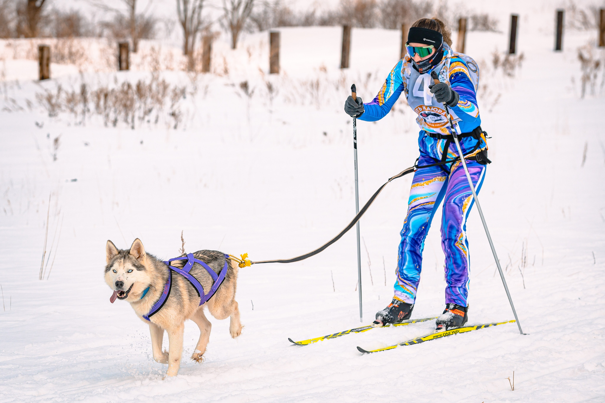 Фестиваль ездового спорта. Фотограф. г. Южно-Сахалинск. Олег Толстов