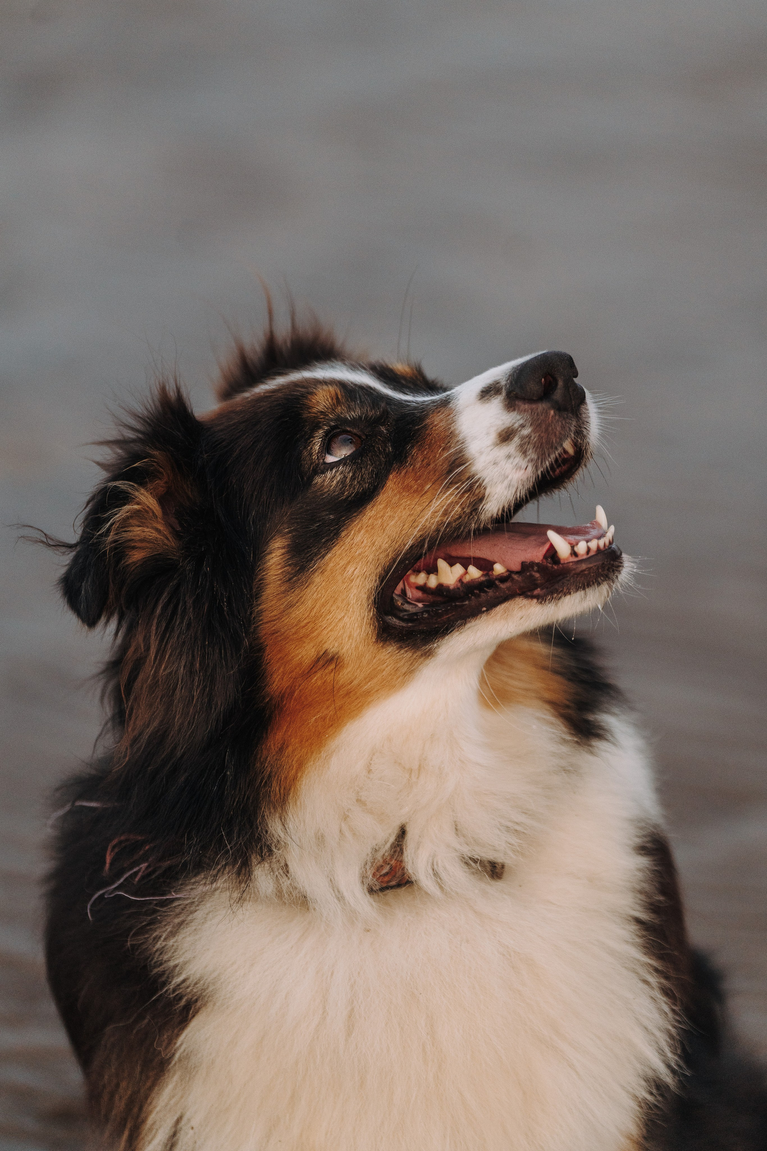 Фотограф анималист в Спб. Фотограф анималист в Спб недорого Олеся Майорова