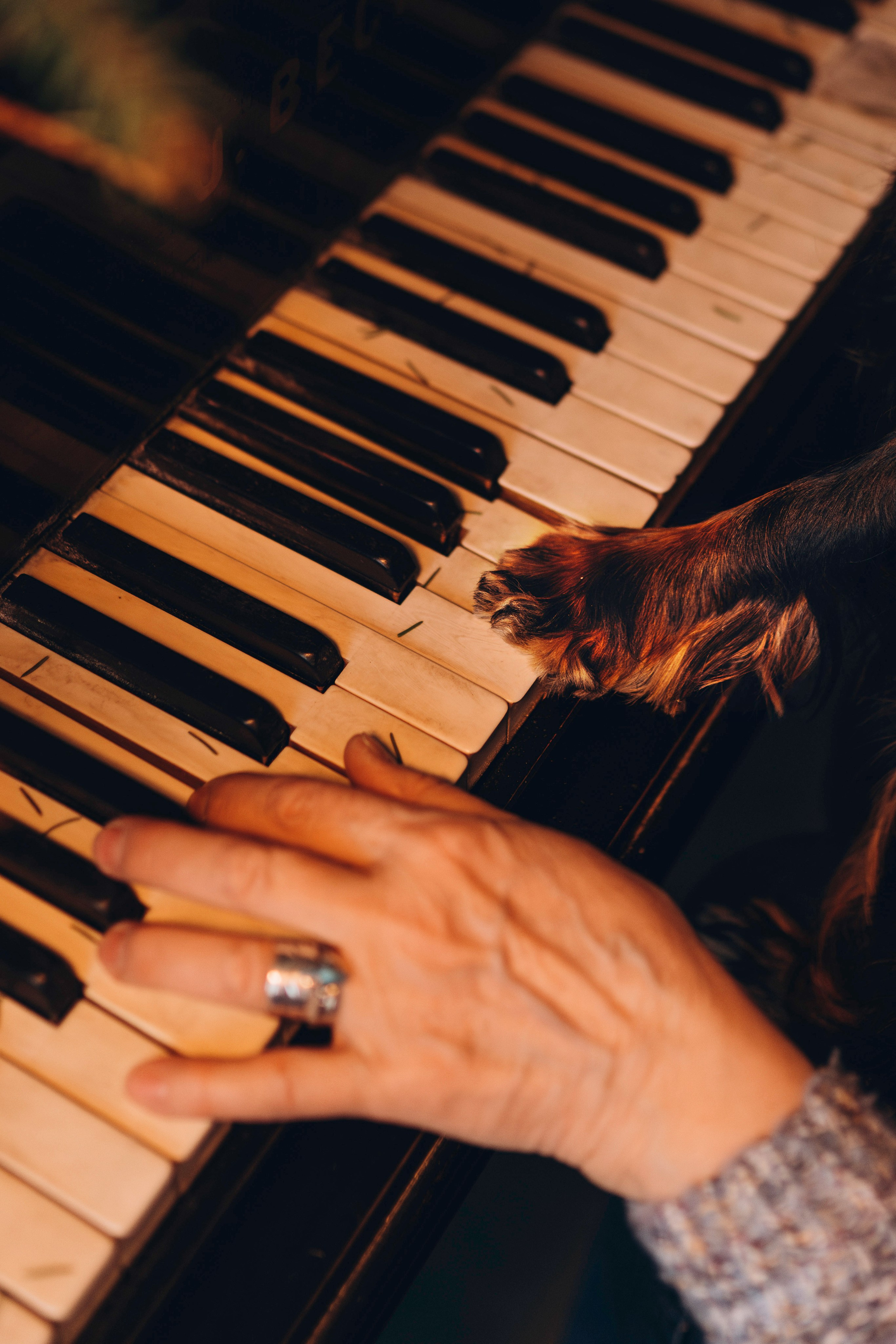 Ариша и её семья. Фотограф анималист в Спб недорого Олеся Майорова