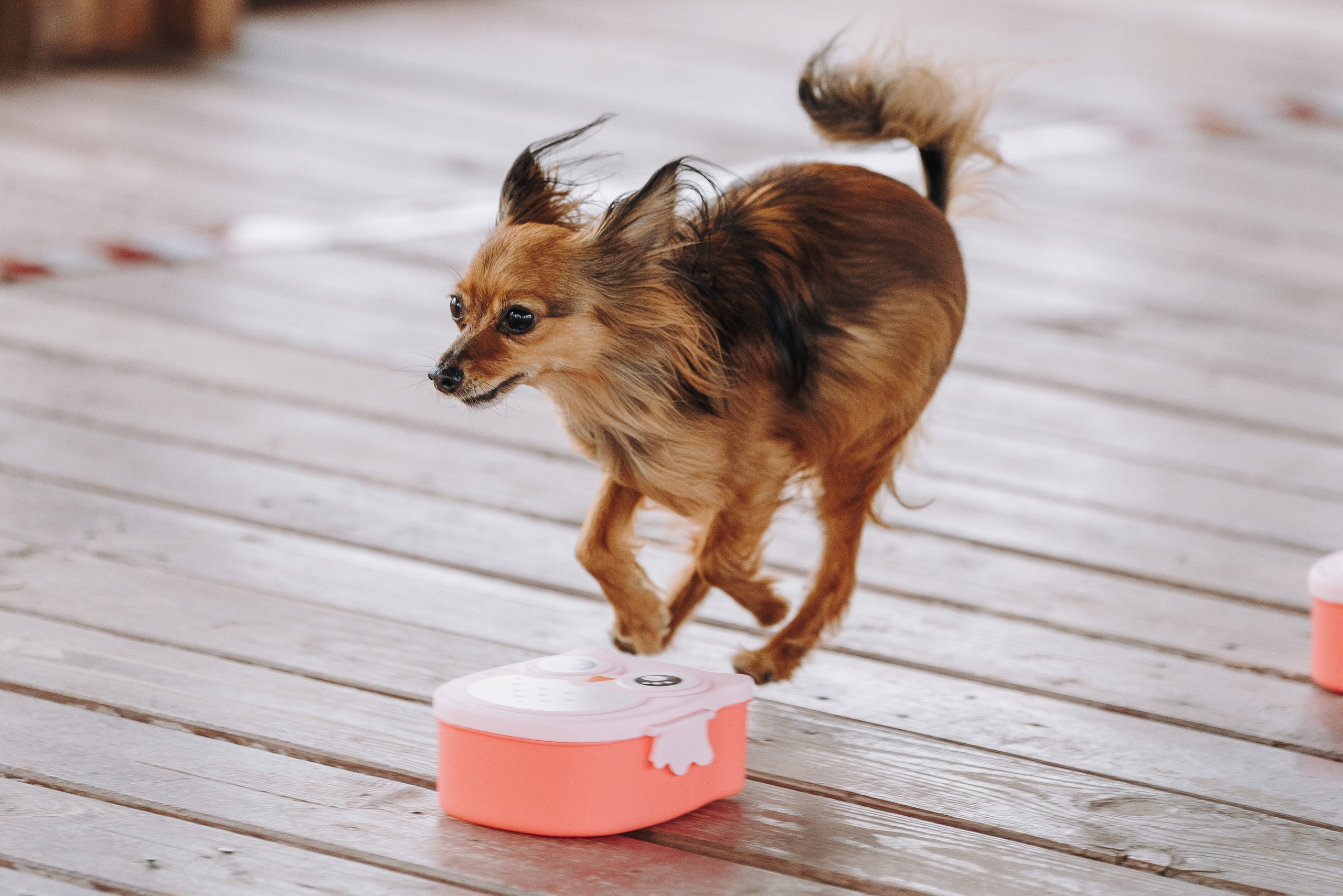 Соревнования по ноузворку в Лосево. Фотограф анималист в Спб недорого Олеся Майорова