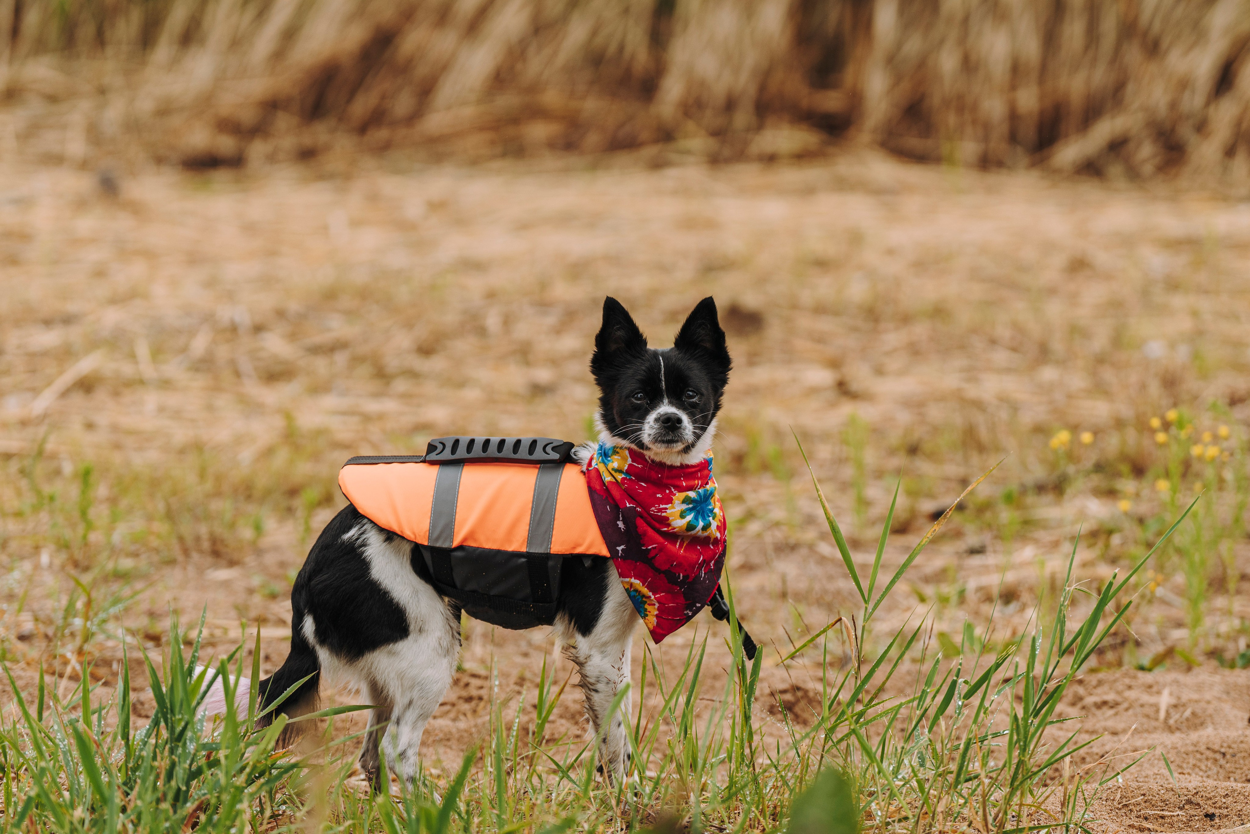 Катание на сапах с собаками. Фотограф анималист в Спб недорого Олеся Майорова