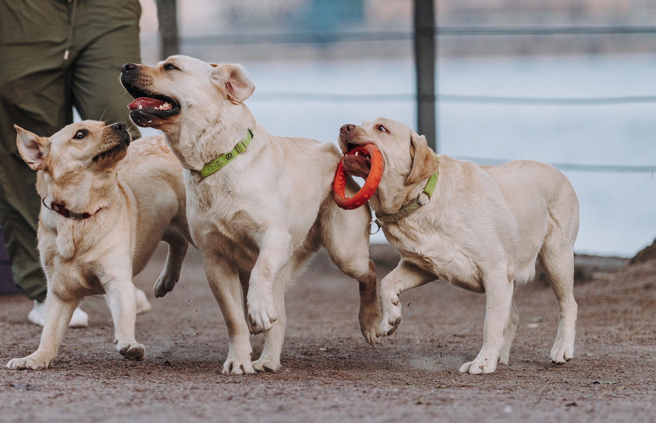 Фотосъёмка с вашими питомцами. Фотограф анималист в Спб недорого Олеся Майорова