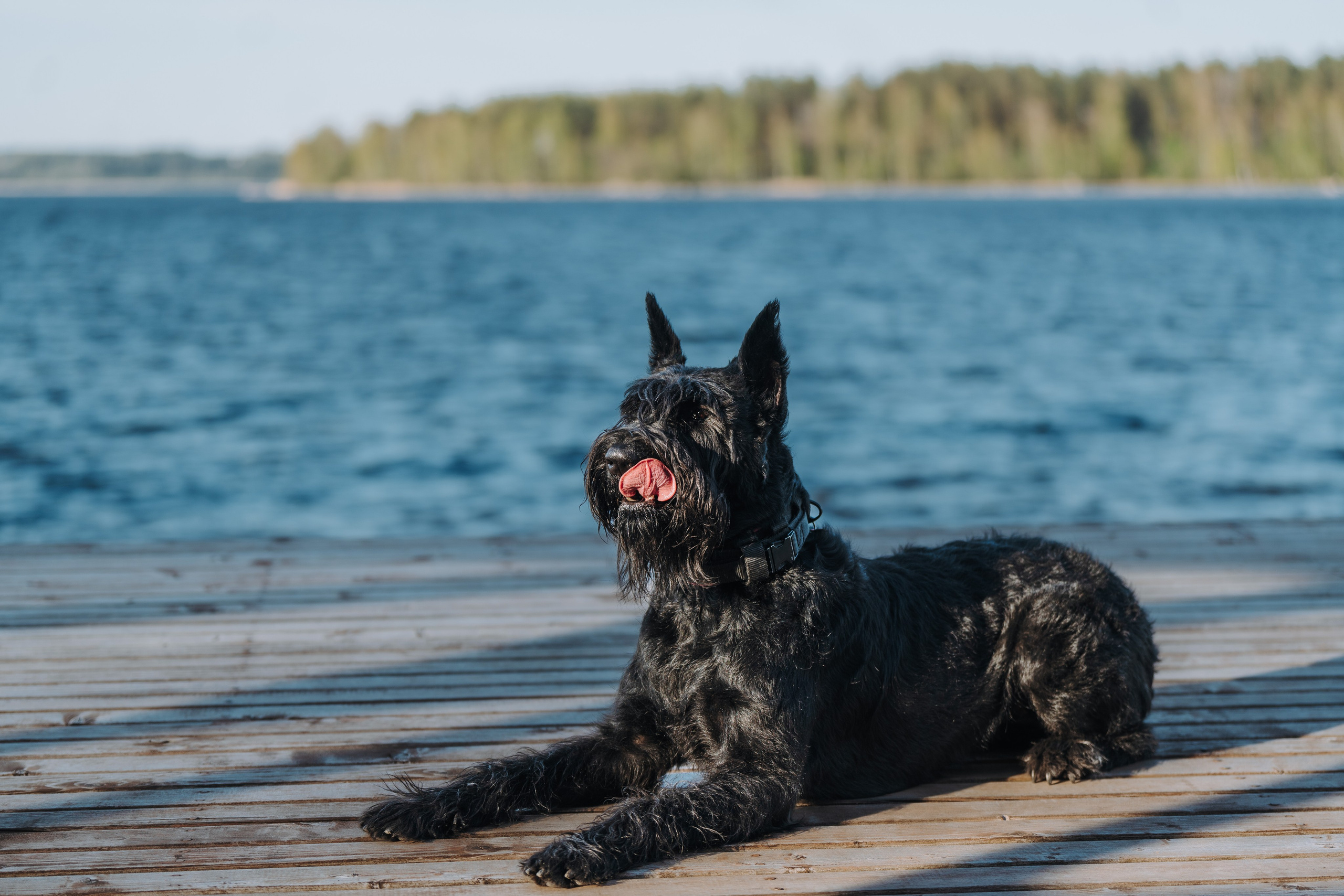 Соревнования по ноузворку в Лосево. Фотограф анималист в Спб недорого Олеся Майорова