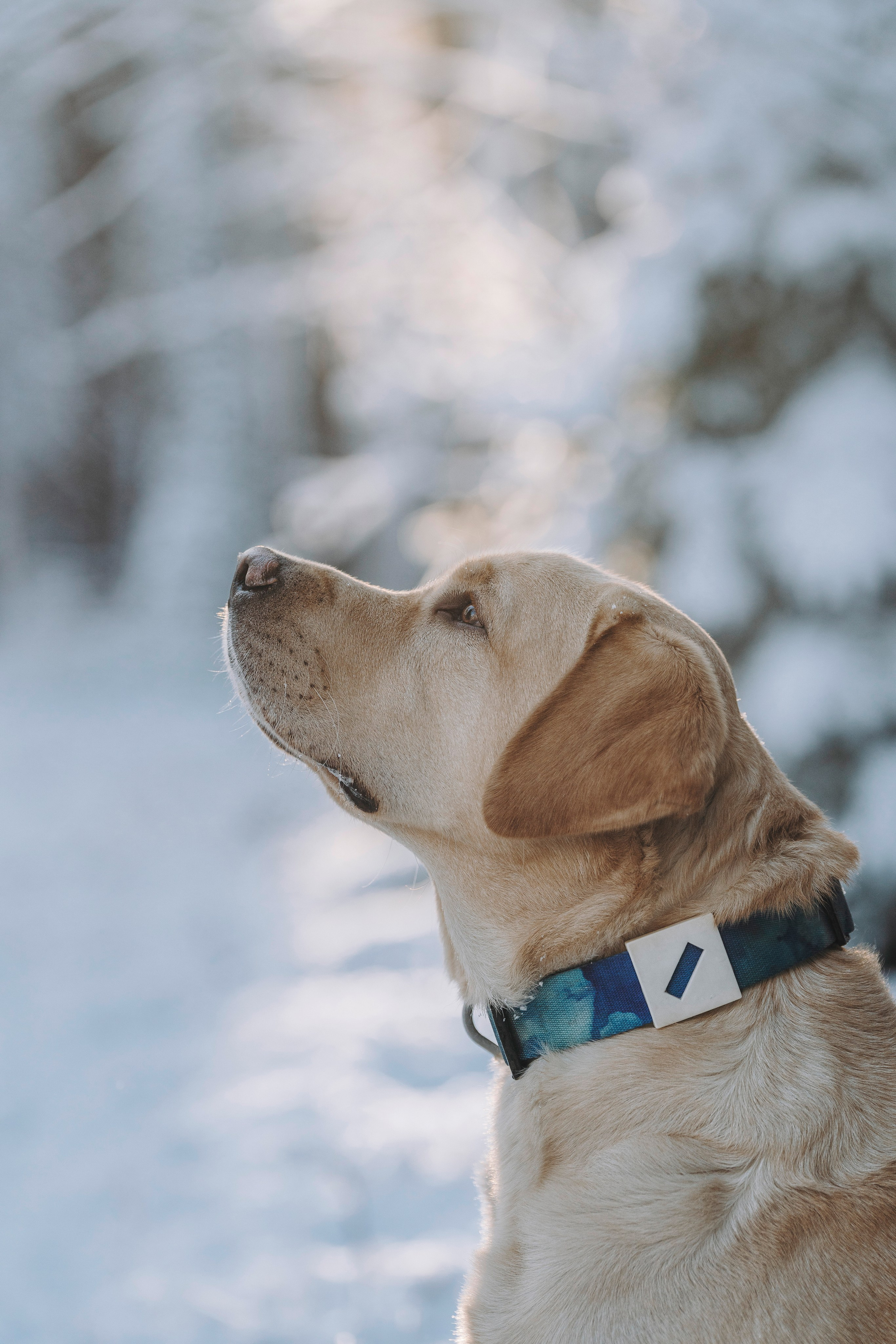 Аня и Честер. Фотограф анималист в Спб недорого Олеся Майорова