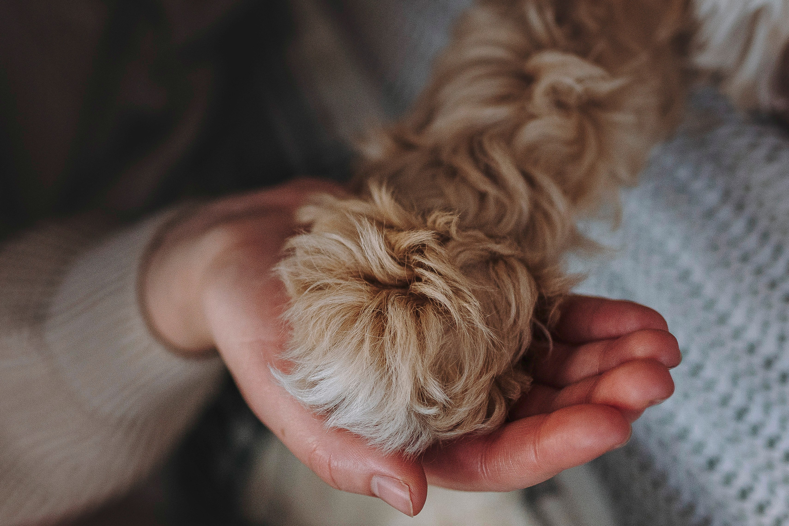 Мёрфи, Таня и Антон. Фотограф анималист в Спб недорого Олеся Майорова