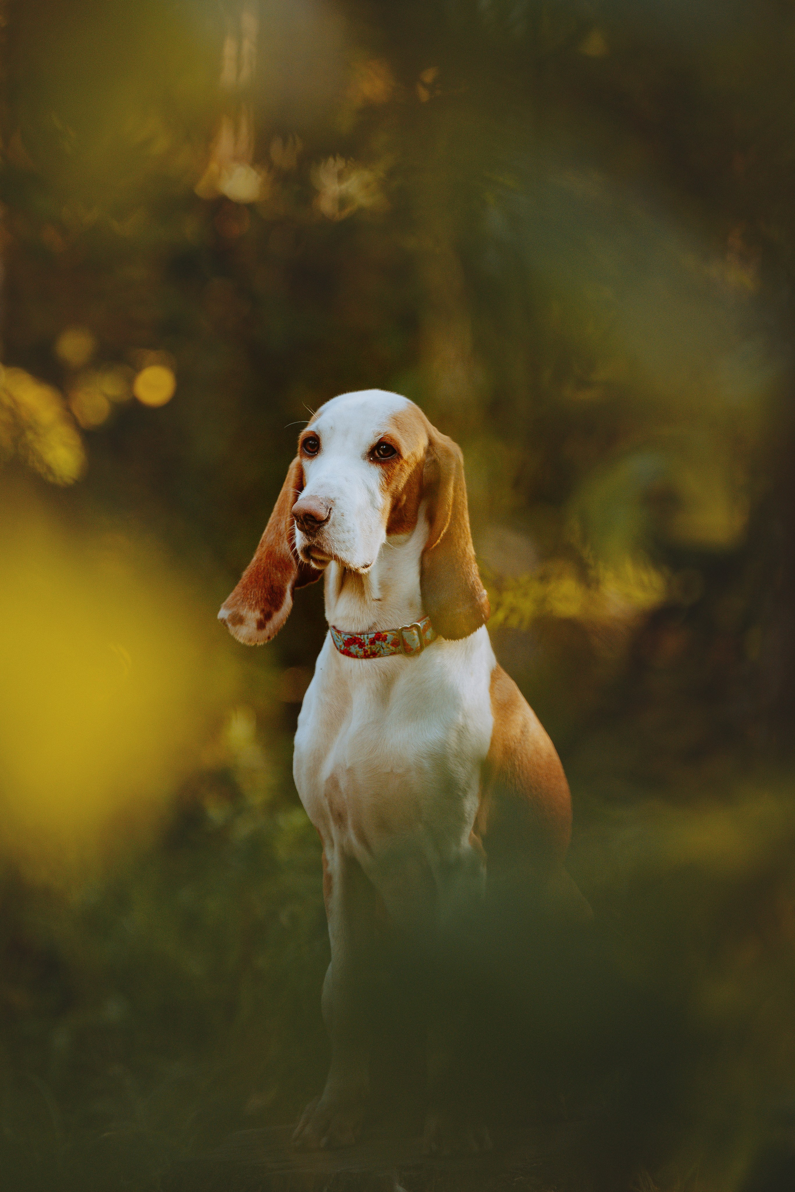 Ольга, Рора и Румпель. Фотограф анималист в Спб недорого Олеся Майорова