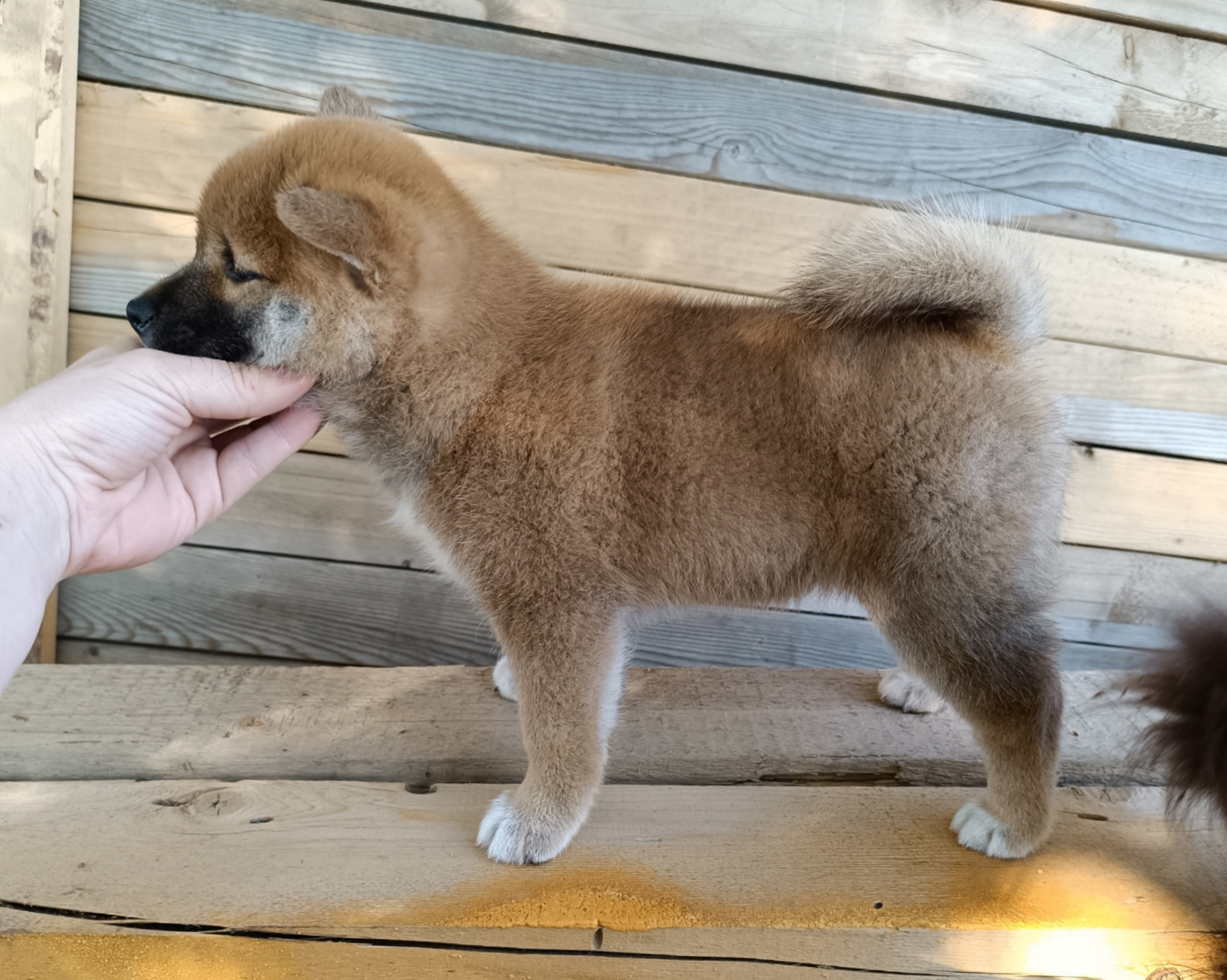 сиба питомник Рубилайт щенки на продажу rubylight  сиба щенки купить СПб Санкт-Петербург