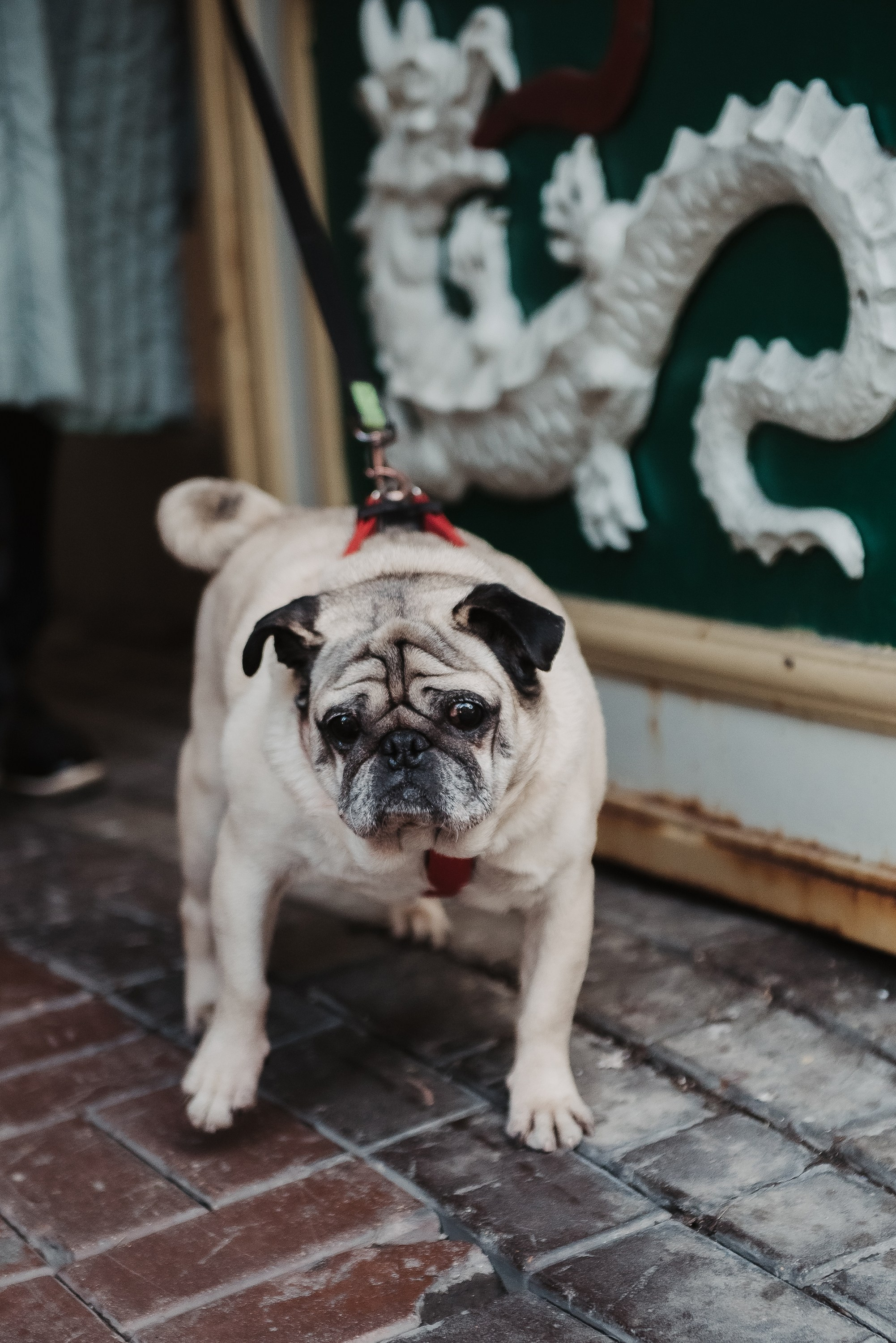 Ольга и Потапум. Прогулка к чайному дому. Семейный Фотограф в Москве Ирина Хохлова