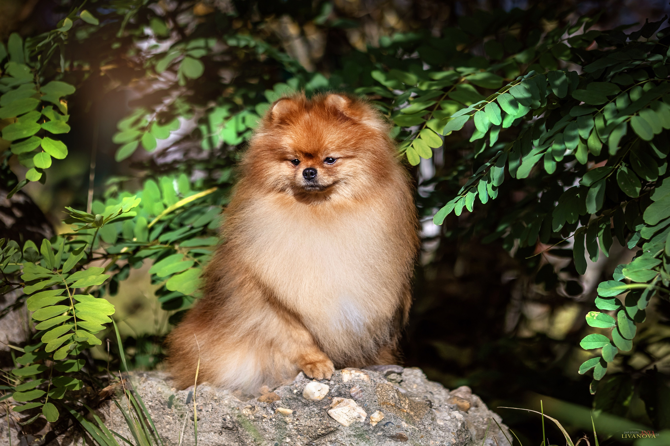 Шпицы. Фотограф анималист Аня Ливанова | Рыбинск