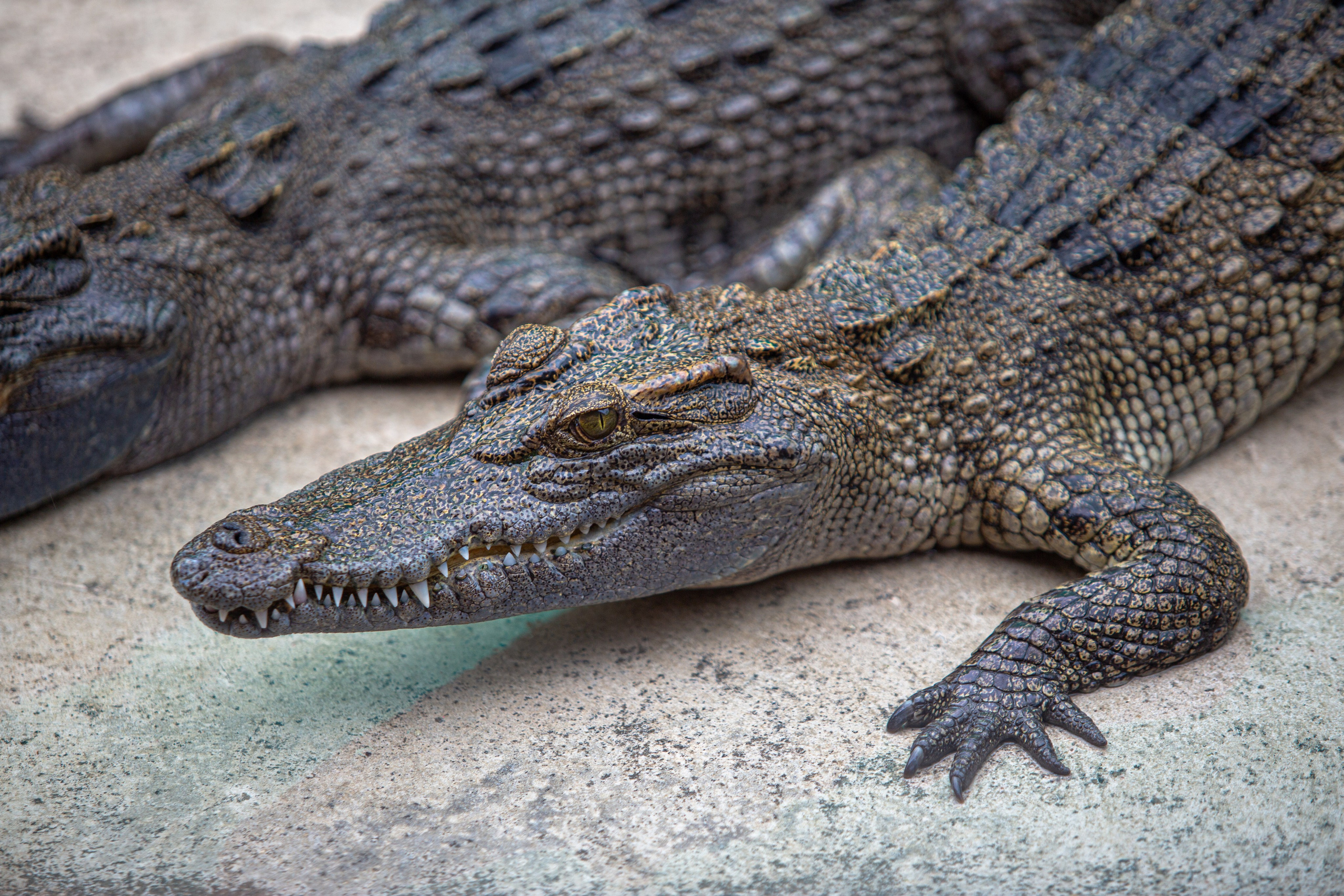 Samut Prakan Crocodile Farm & Zoo. Photographer Sonkina Tatiana (Tanya Ash)