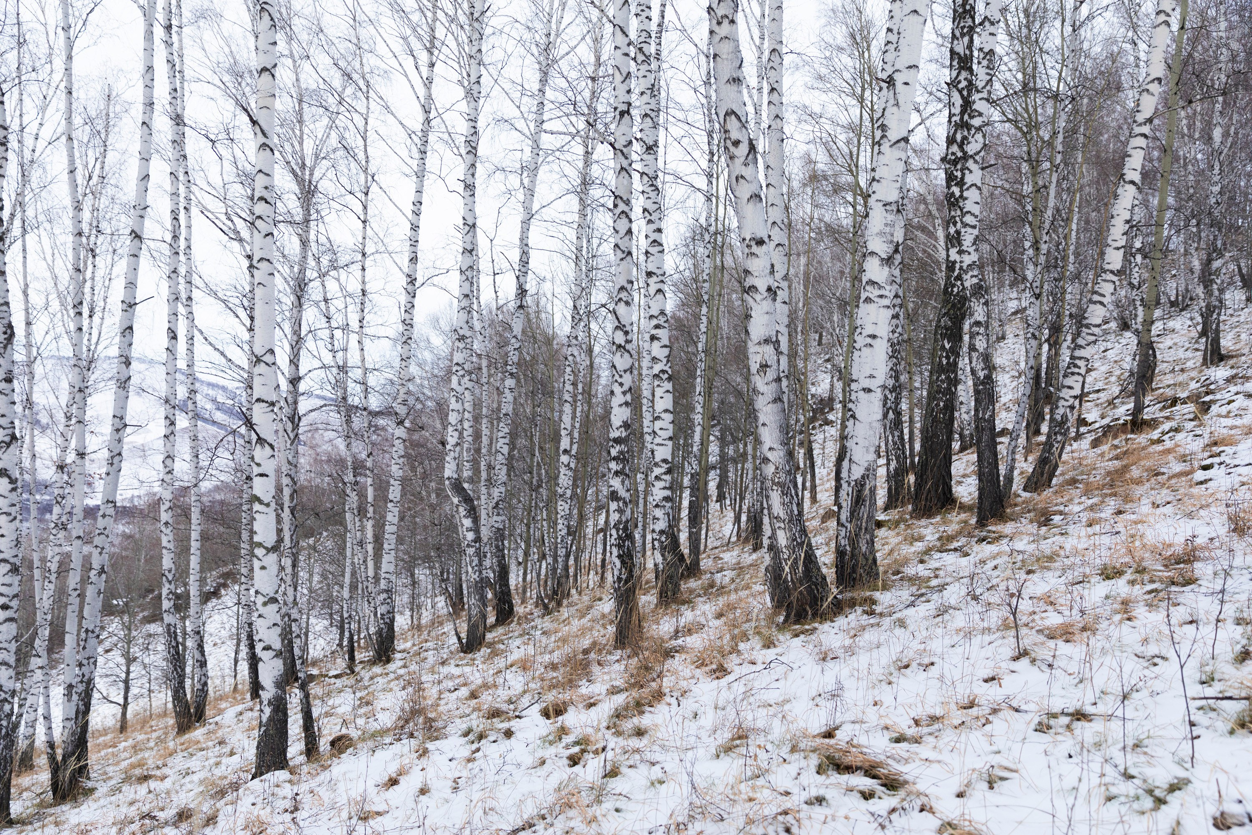Алтай в декабре. Марина Захарова — Фотограф. Москва / Marina Zakharova — Photographer