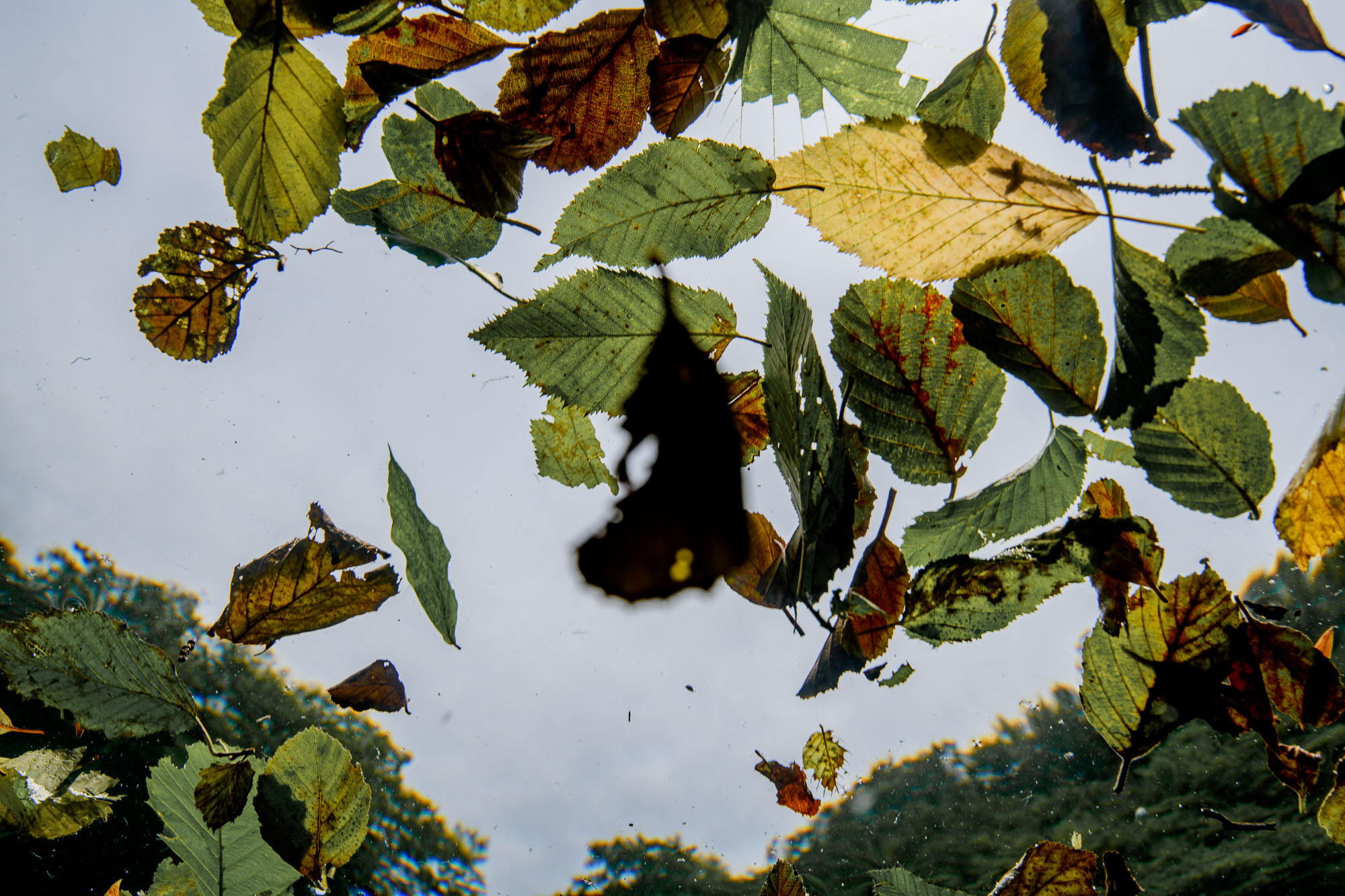 Фоторепортаж с чемпионата России по фридайвингу. Профессиональная фотосъемка. Ростов-на-Дону