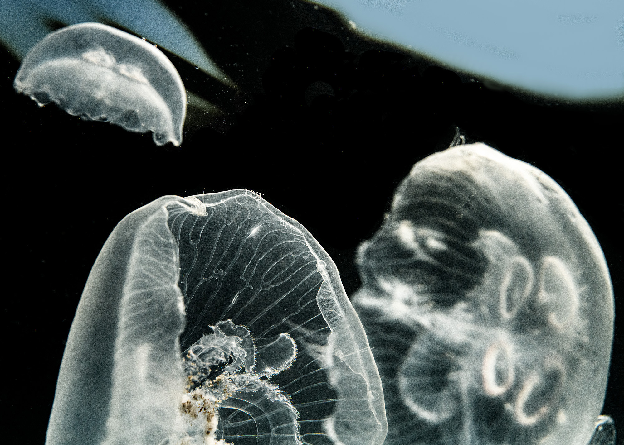 Подводная фотосъемка в бассейне. Профессиональная фотосъемка. Ростов-на-Дону