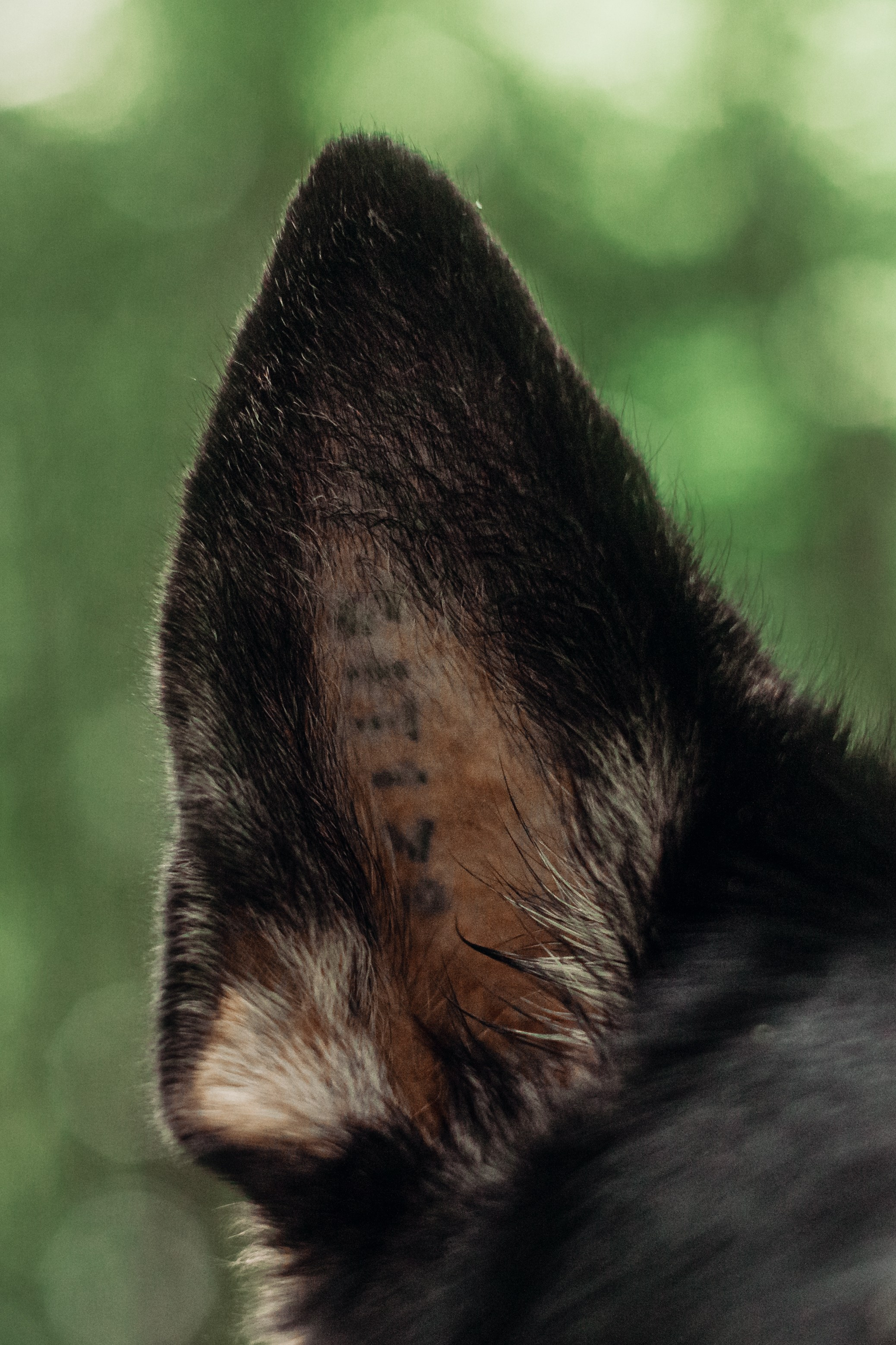 Лесная летняя фотопрогулка. Фотограф-анималист Татьяна Степанова