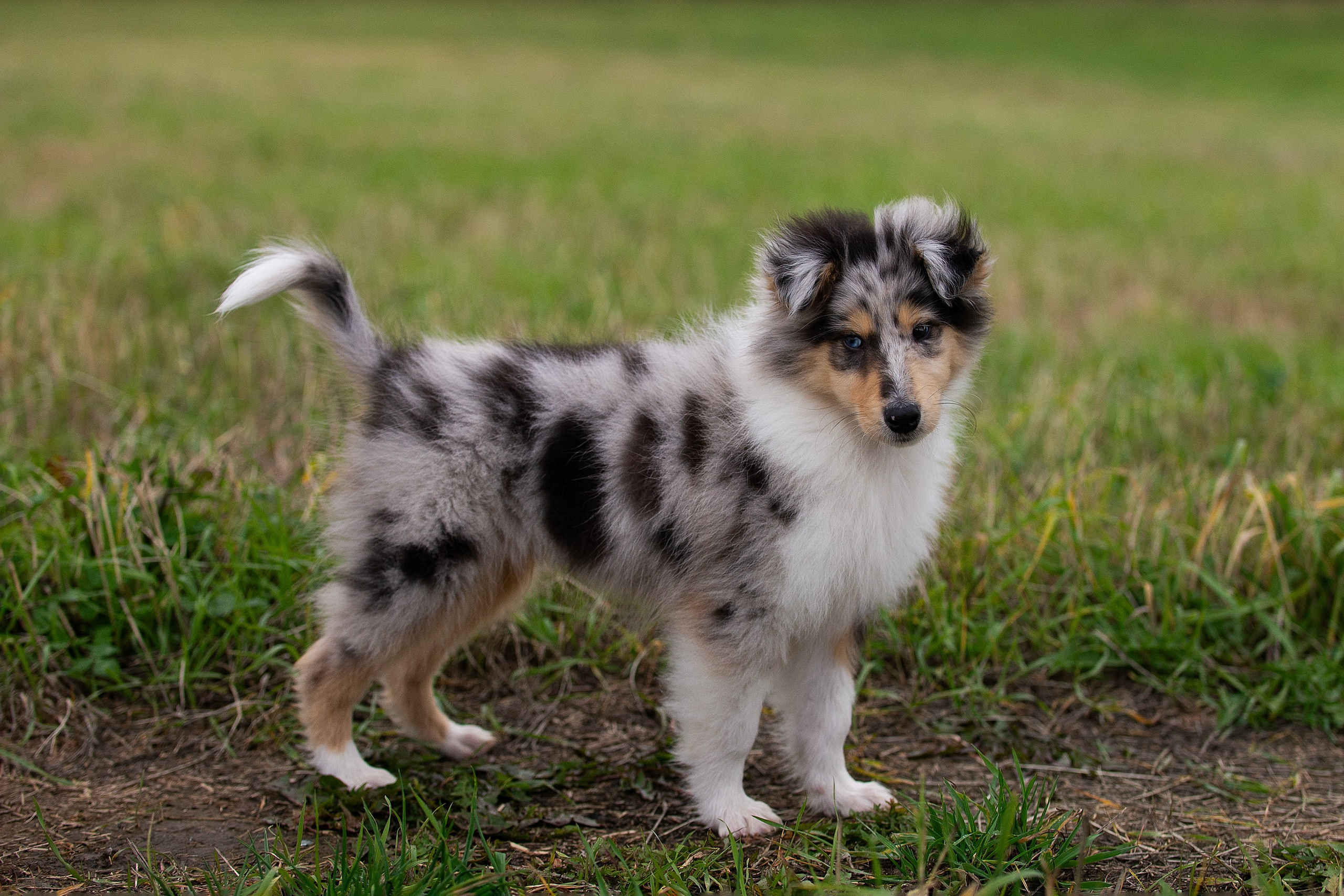 Собаки питомника Версаль. Творческий фотограф Вологда