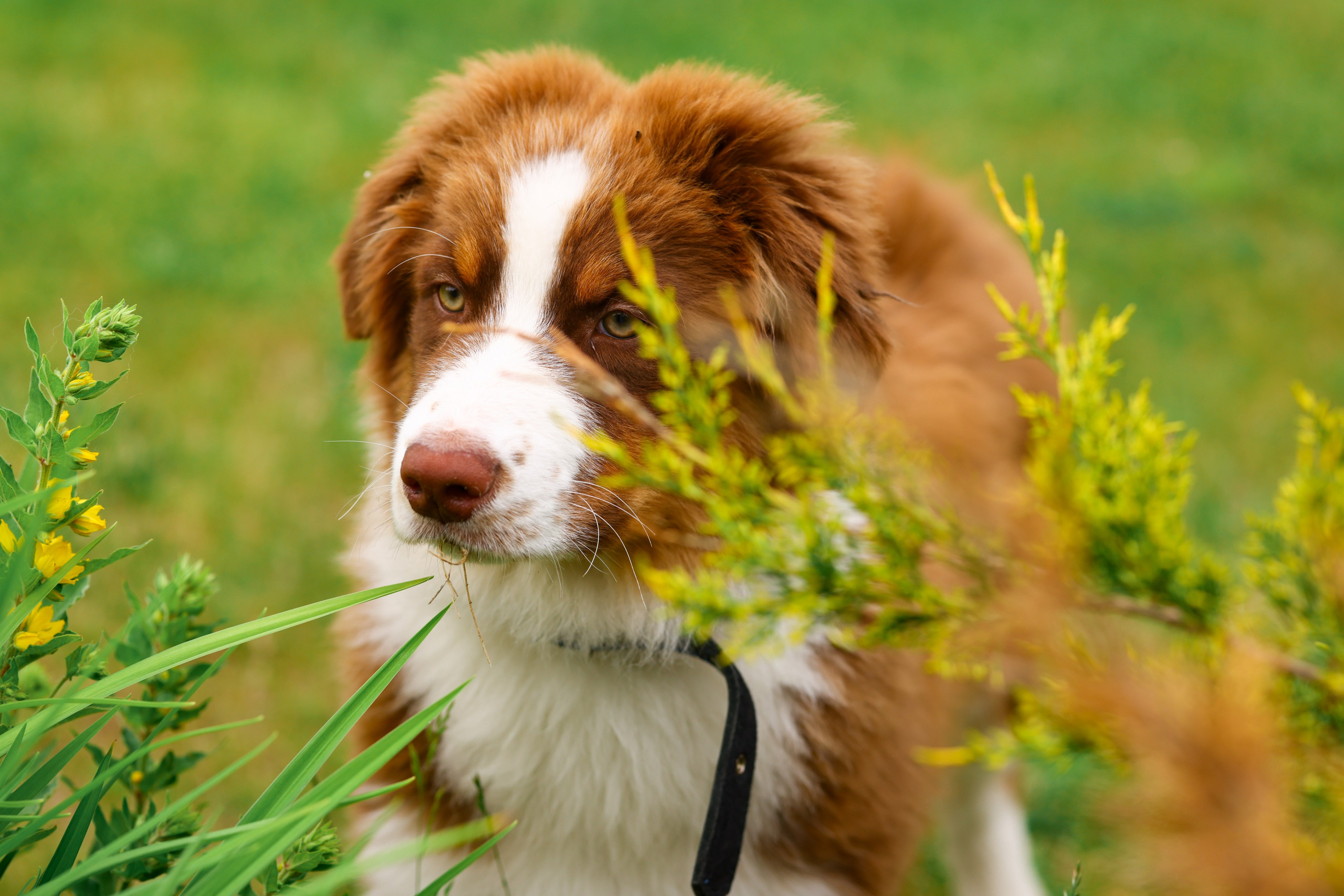 Аусси 2. Фотограф репортажей и стритфотосессий в Москве Людмила Смирнова