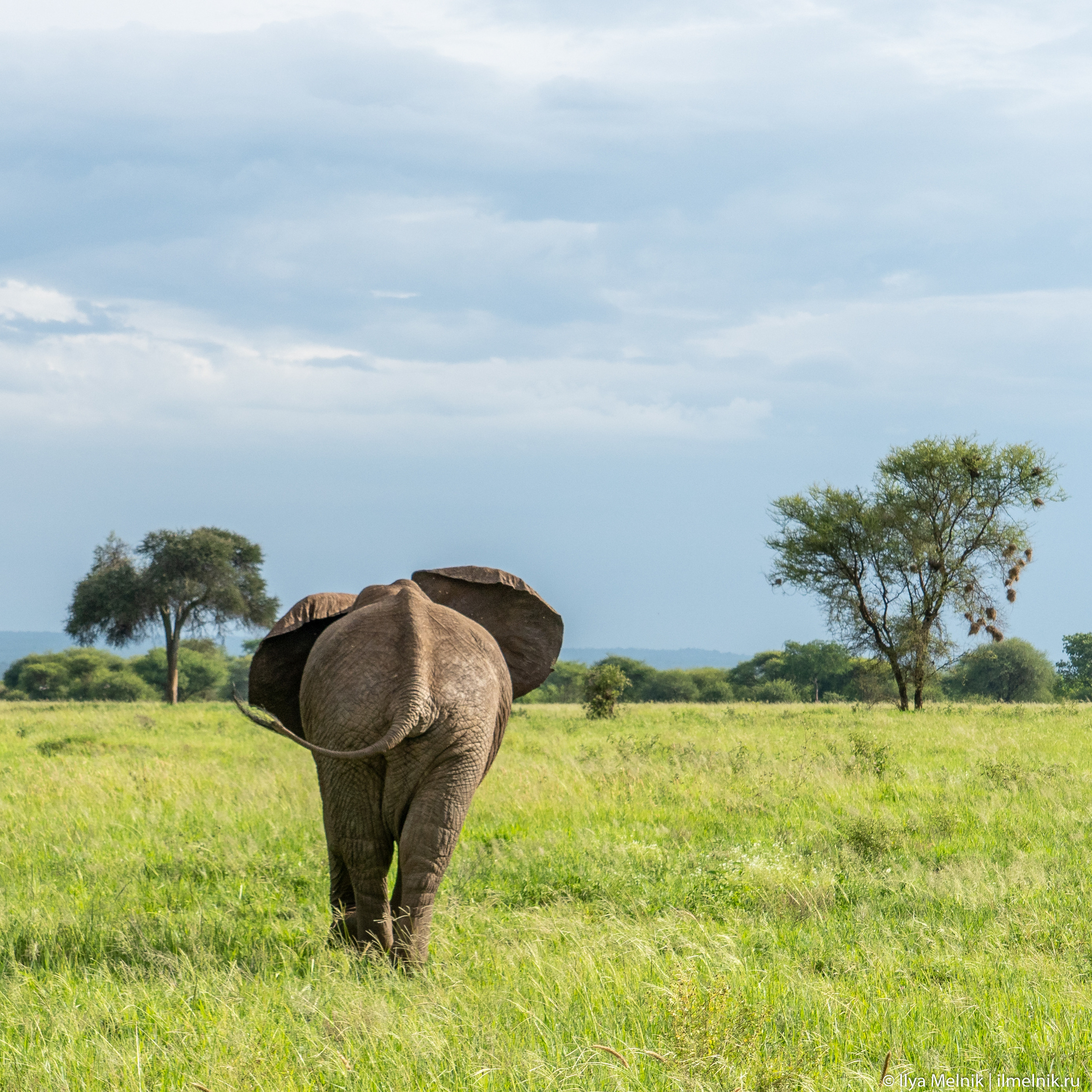 Tanzania. Ilya Melnik Photography