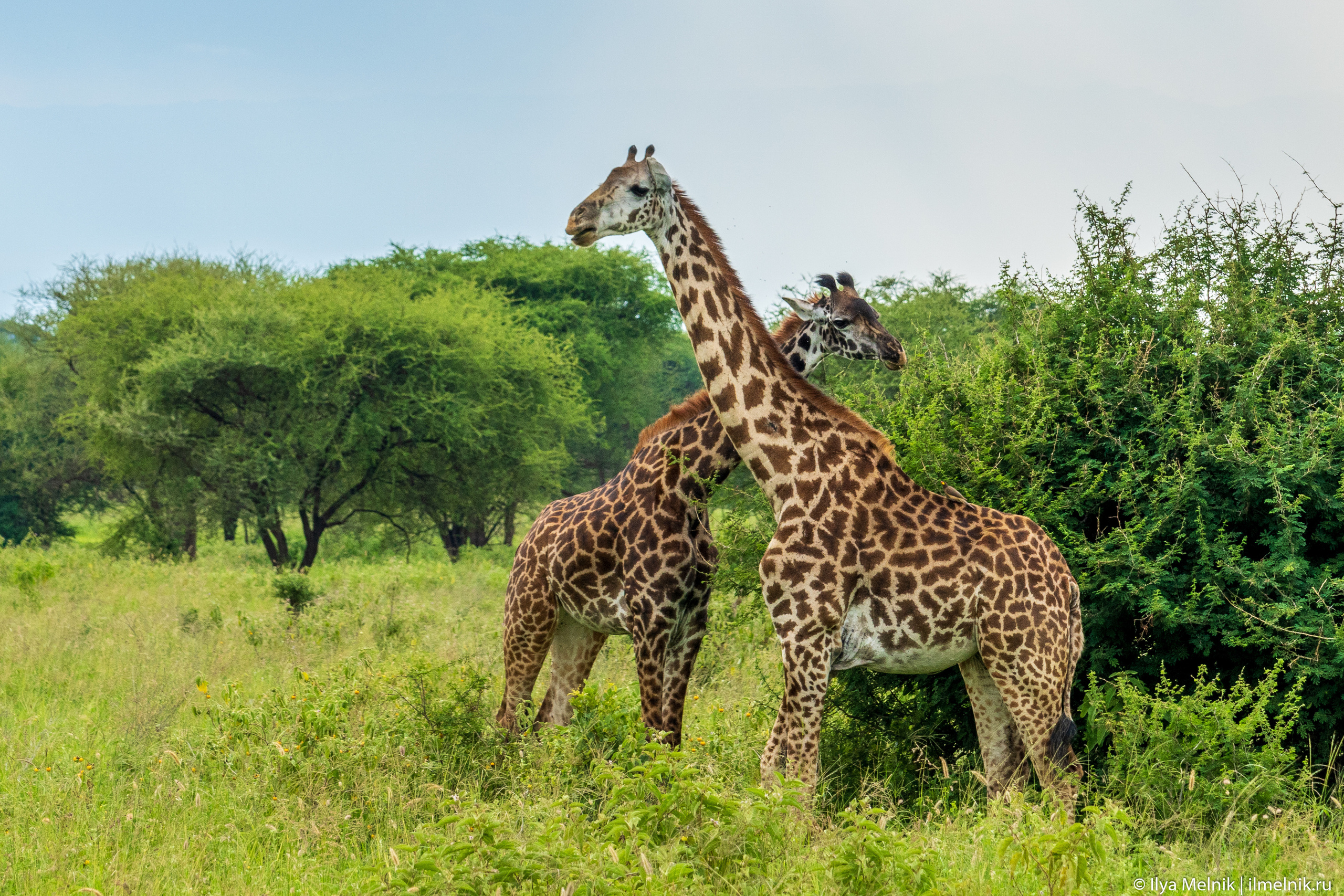 Tanzania. Ilya Melnik Photography