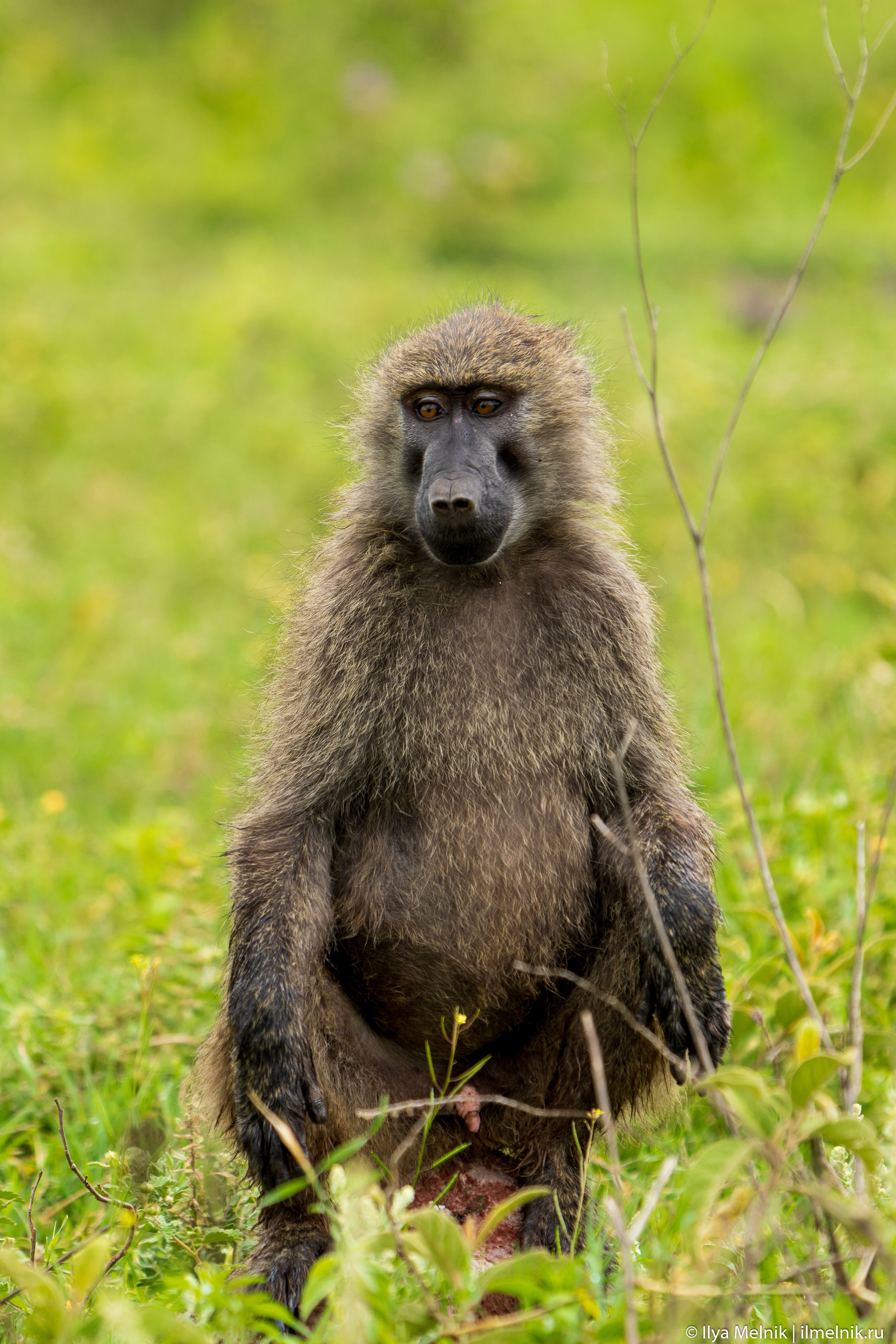 Tanzania. Ilya Melnik Photography
