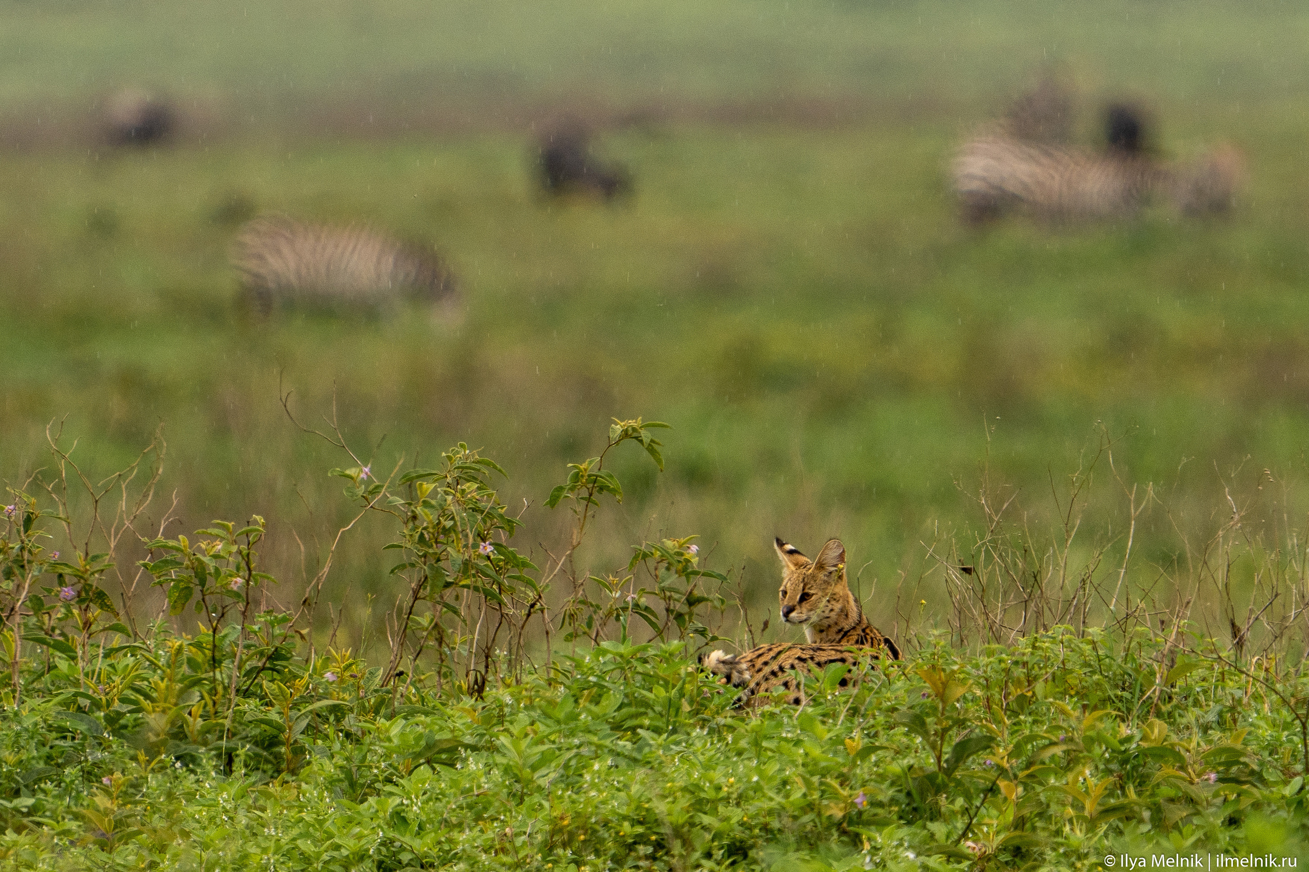 Tanzania. Ilya Melnik Photography